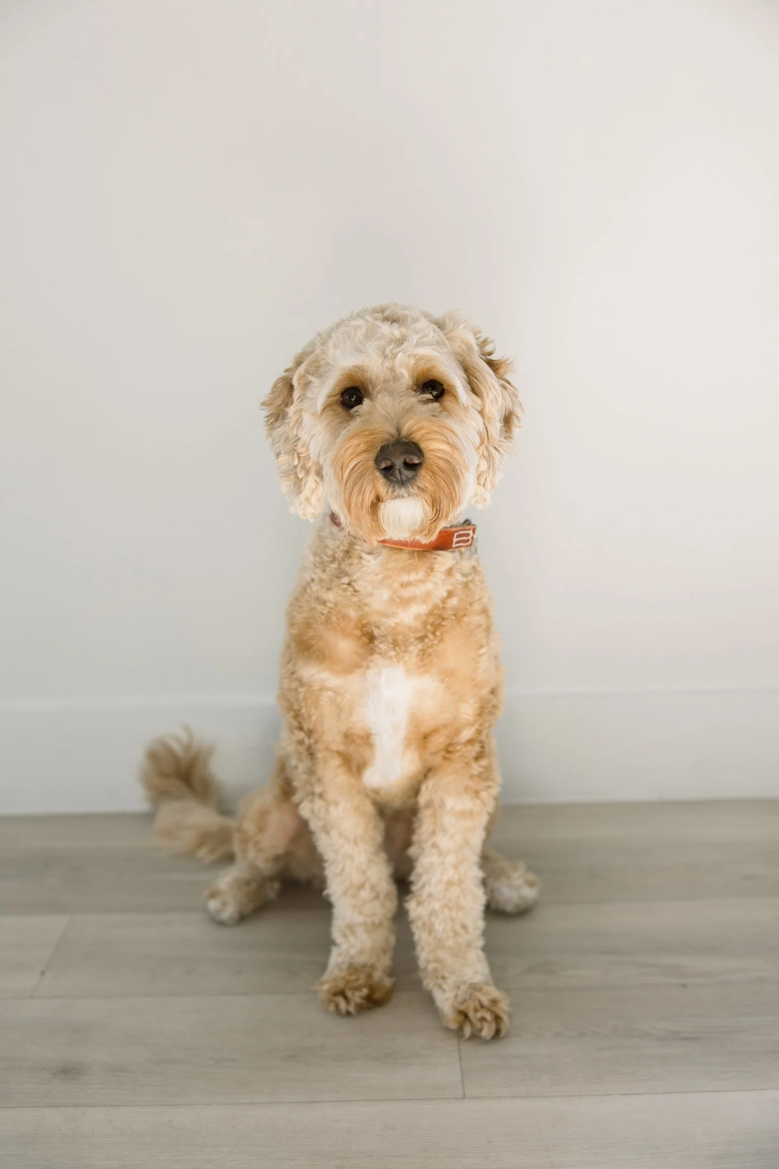 " Cooper the Goldendoodle the most adorable dog in the world Align canine"