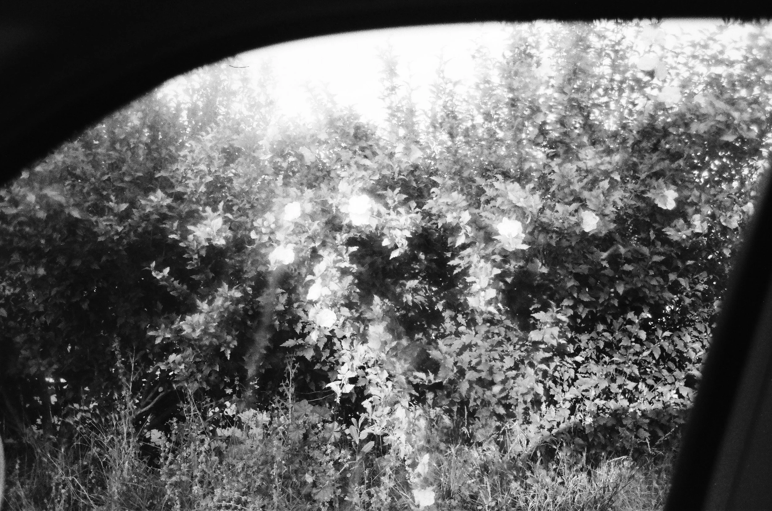 north sepulveda blvd, brentwood ca, 2025