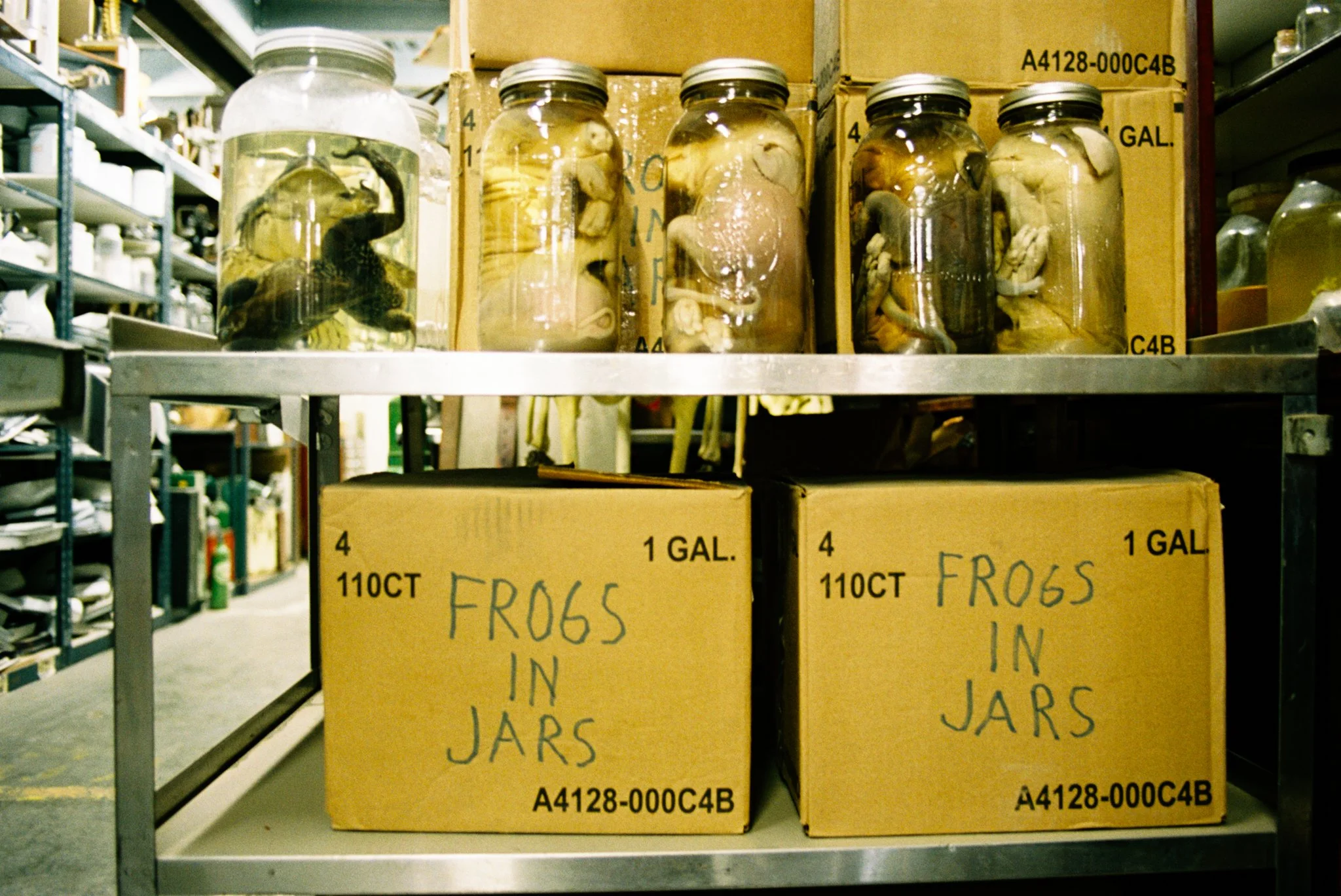 frogs & pigs, sun valley ca, 2026