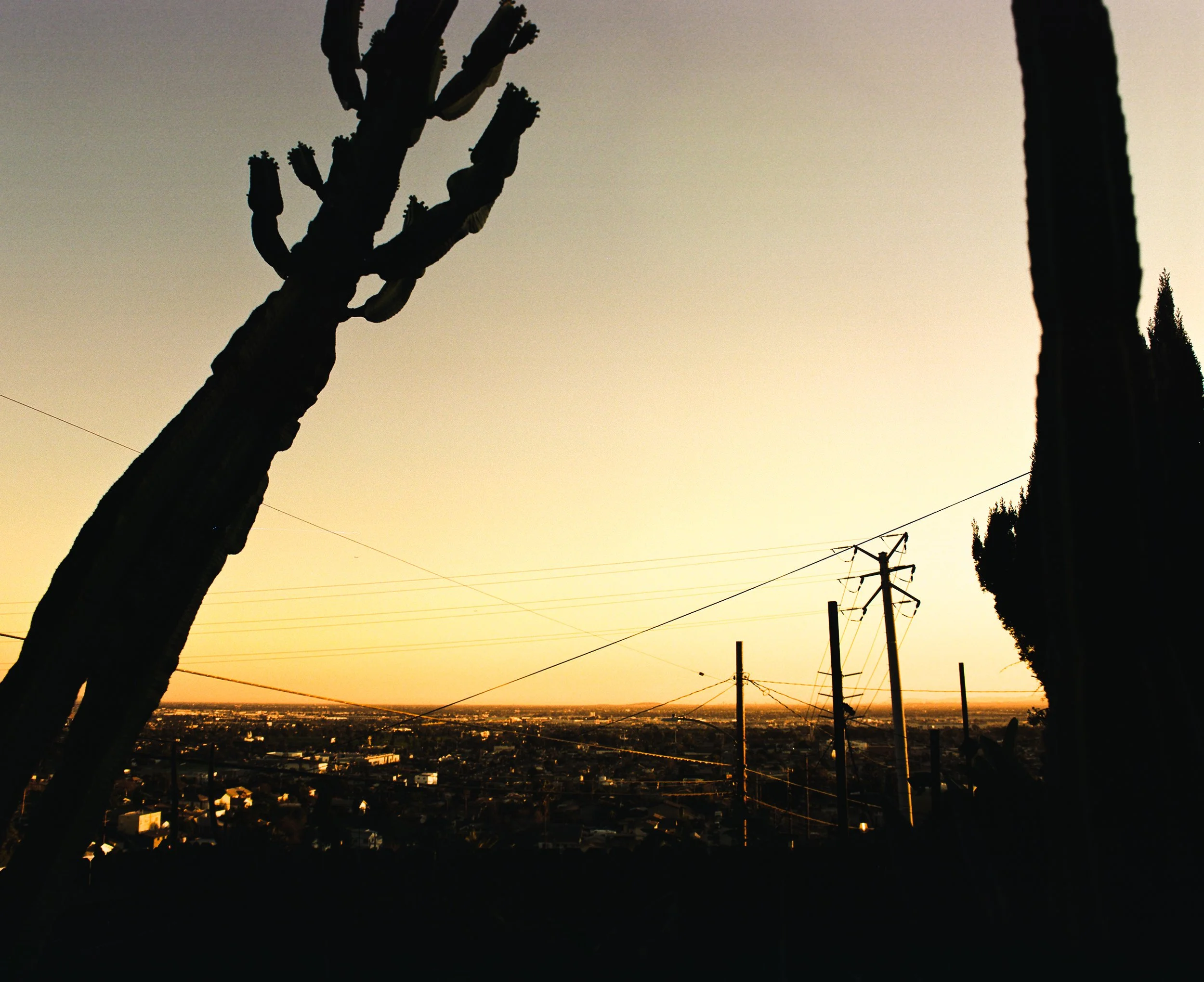 layne's backyard, los angeles ca, 2026