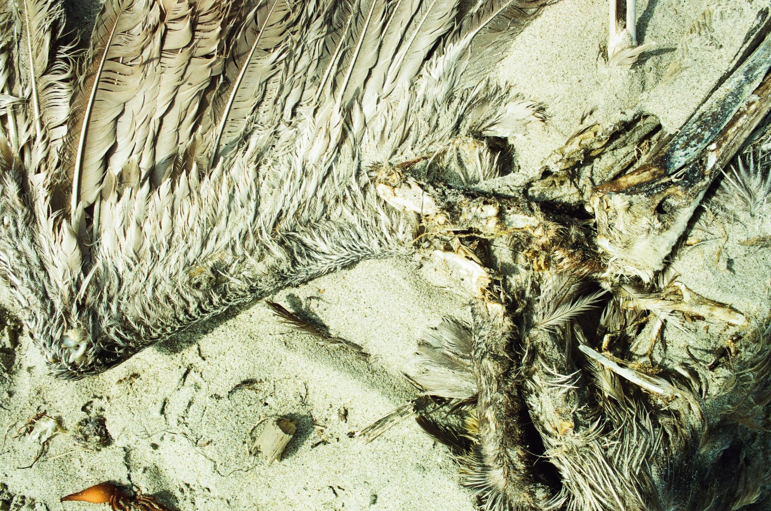 feathers and sand fleas, leo carillo beach ca, 2025