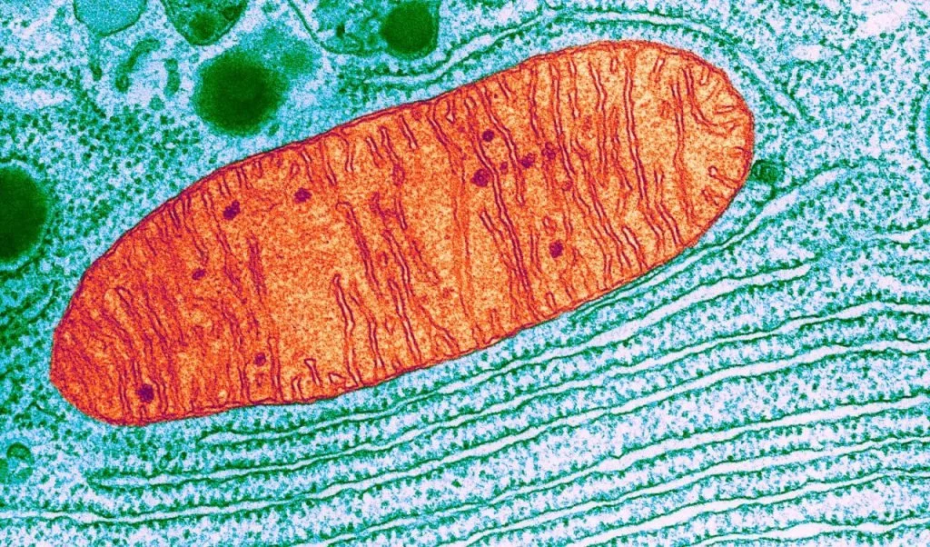 SS-31 Peptide for Mitochondrial Health