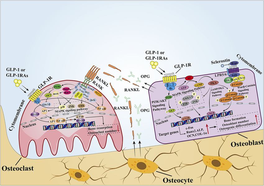 Mechanistic pathway of GLP-1RA effects on bone.