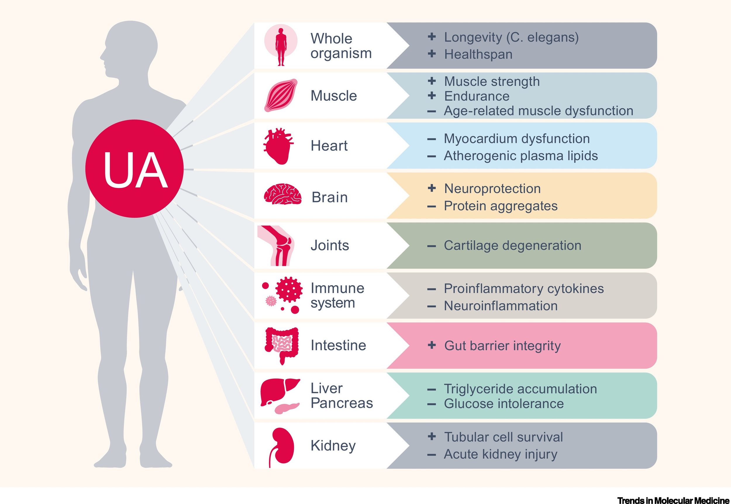 Metabolic effects of Urolithin A.