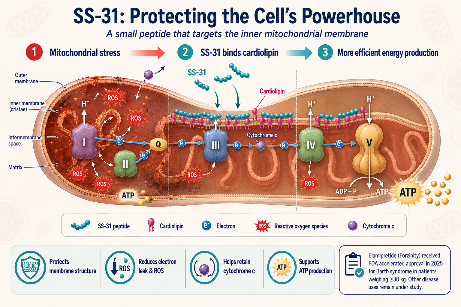 SS-31 Protects Against Mitochondrial Dysfunction