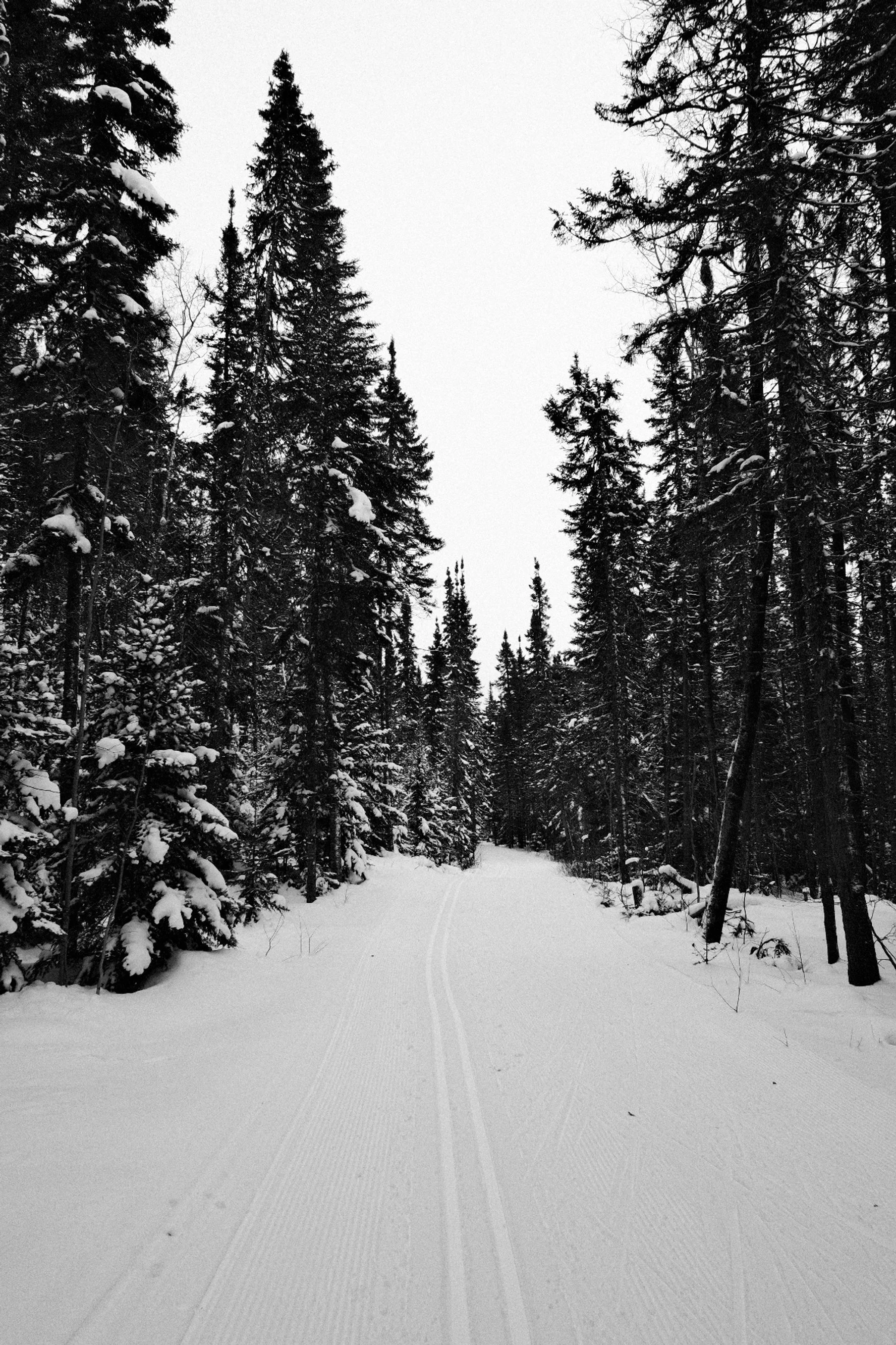 Snow-covered forest trail with tall pine trees on both sides and ski tracks on the ground.