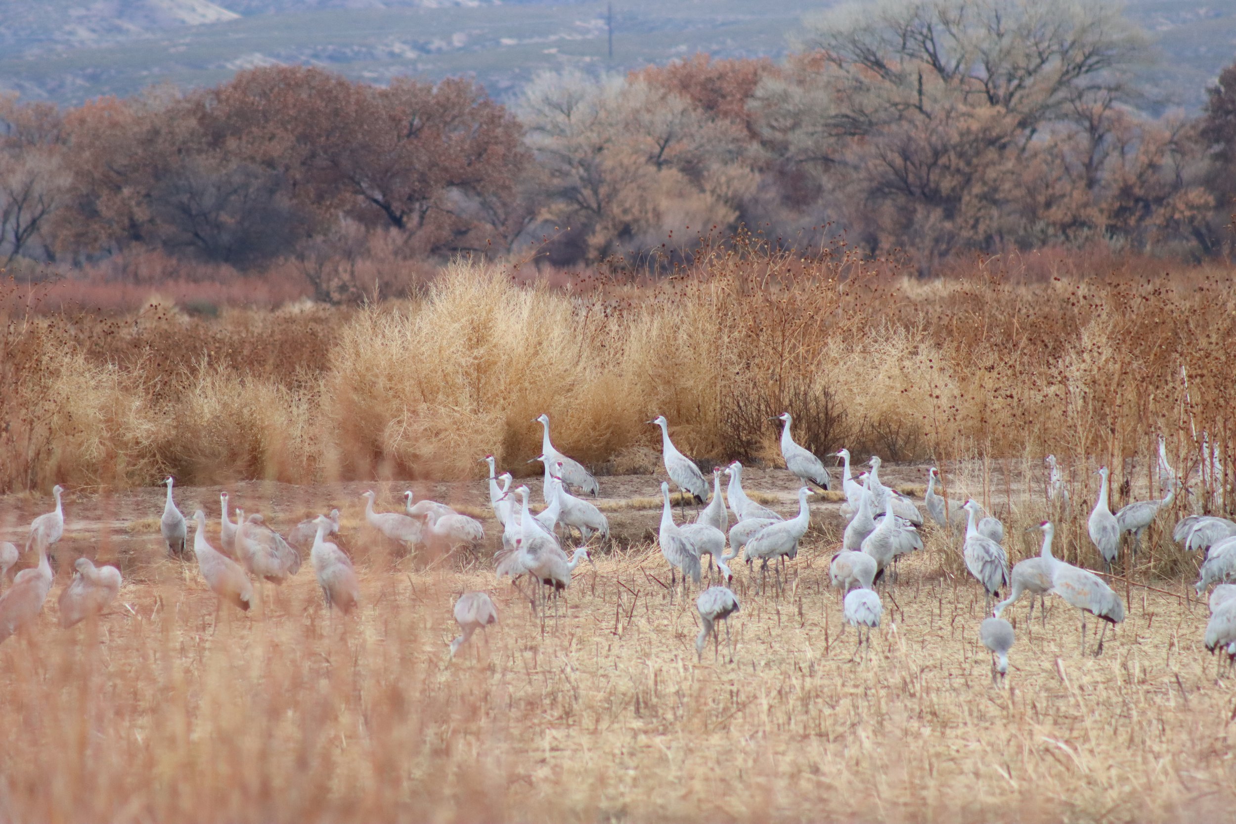 Birds in a field at Bosque del Apache New Mexico