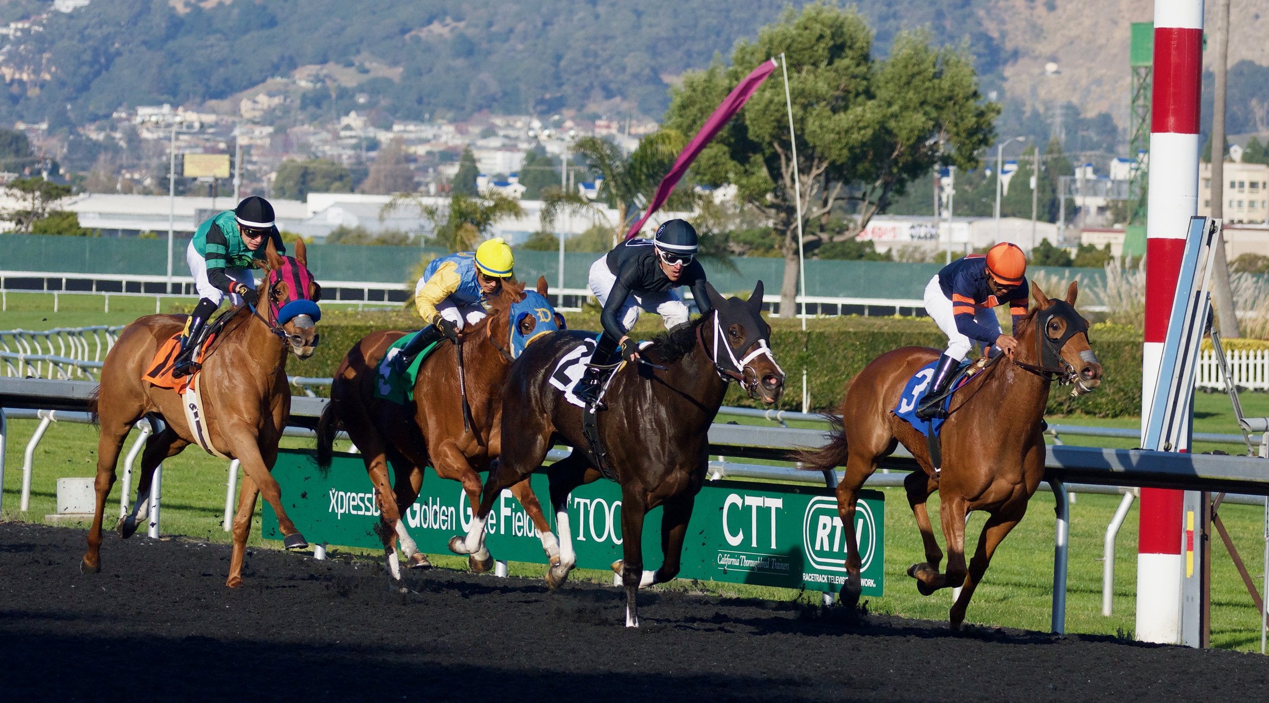 Horse race with four horses and jockeys racing on a track at Golden Gate Fields. The horses are jumping over a hurdle, with a city landscape and trees in the background.