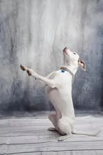 A small white dog with a collar standing on its hind legs and reaching up with its front paws touching a gray concrete wall. Dog training. Barkasana. Virtual Dog Training. at home dog training. Doga. Lazy dog training