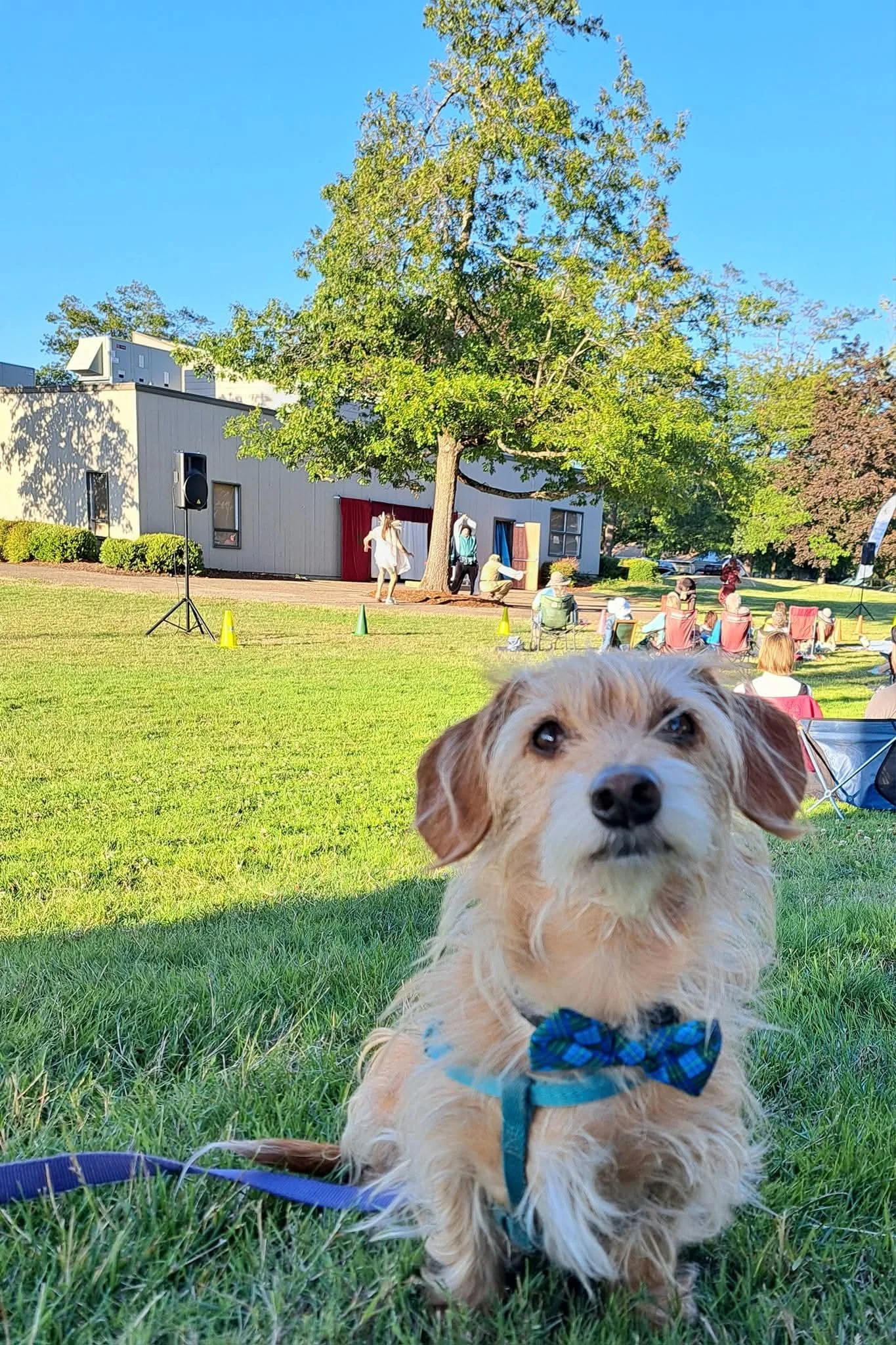 A dachshund named Gandalf with a bow tie, at a Shakespeare outdoor event, with a stage, audience, and trees in the background, being calm thanks to virtual dog training with Barkasana