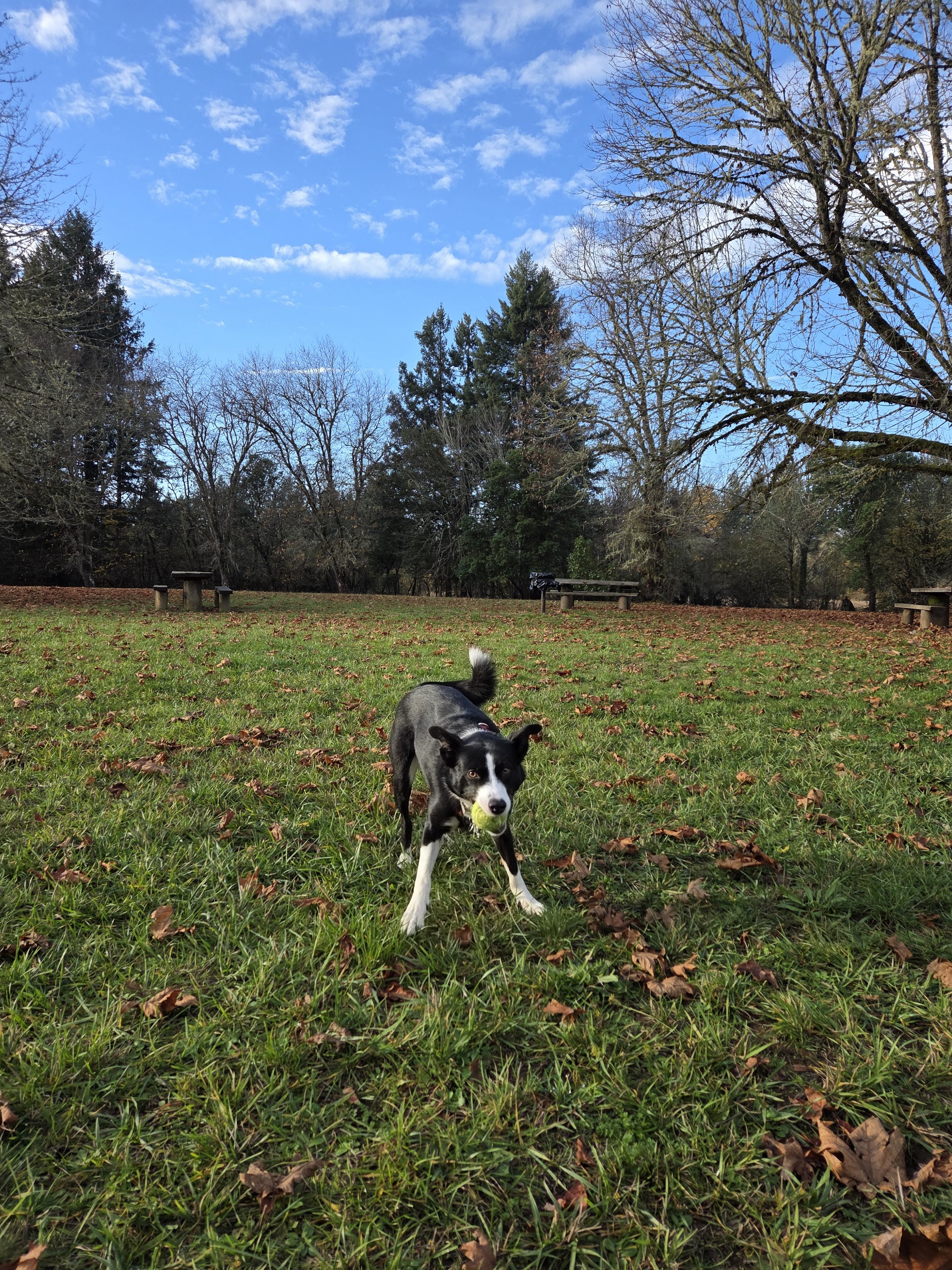 Success Story — Meeting your dog where they are at.