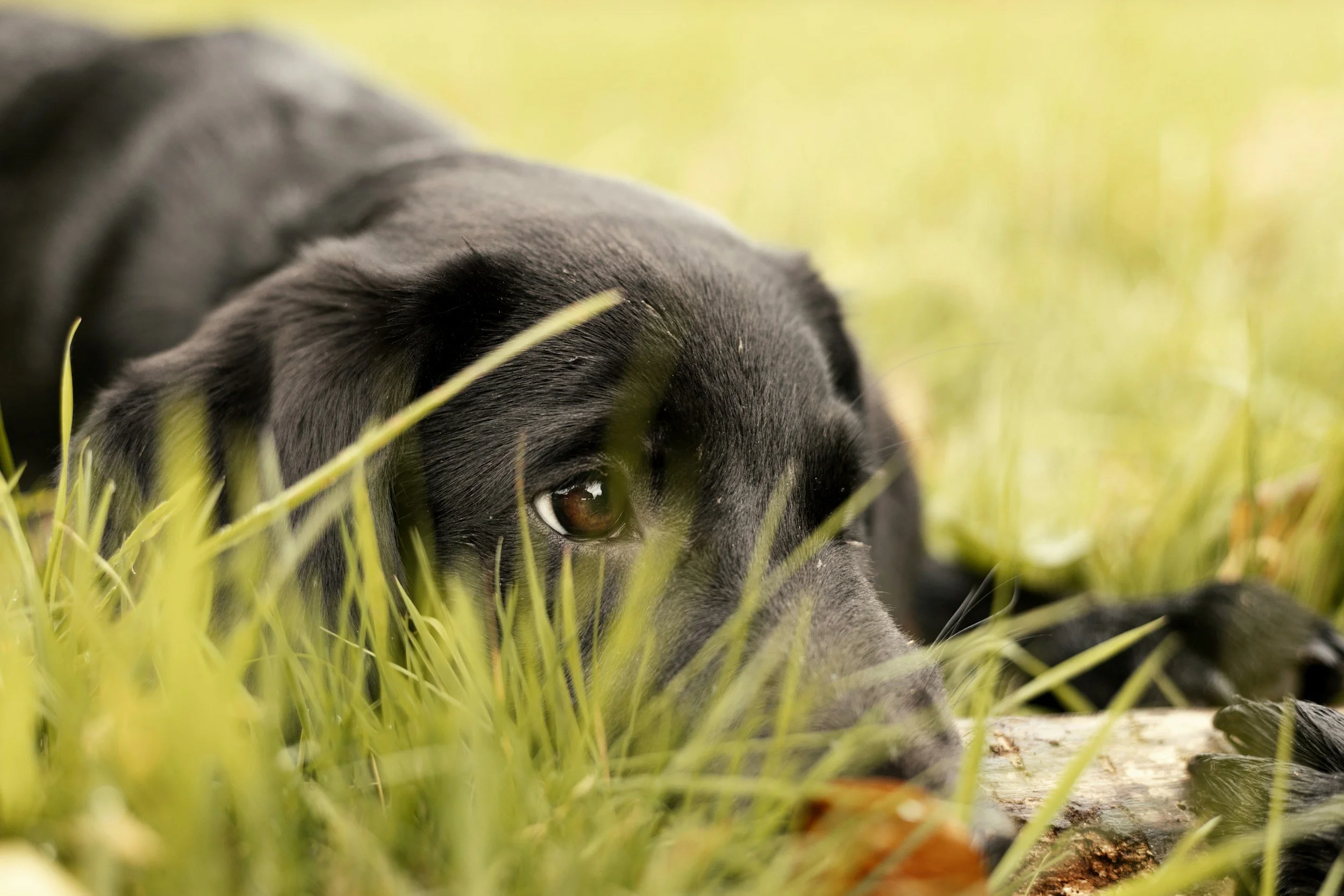 Close-up of a black dog lying in tall grass, with one eye visible, resting its head on a log in a natural outdoor setting. Dog training. Barkasana. calm dog. dog in public. Labrador retriever. happy dog. doga