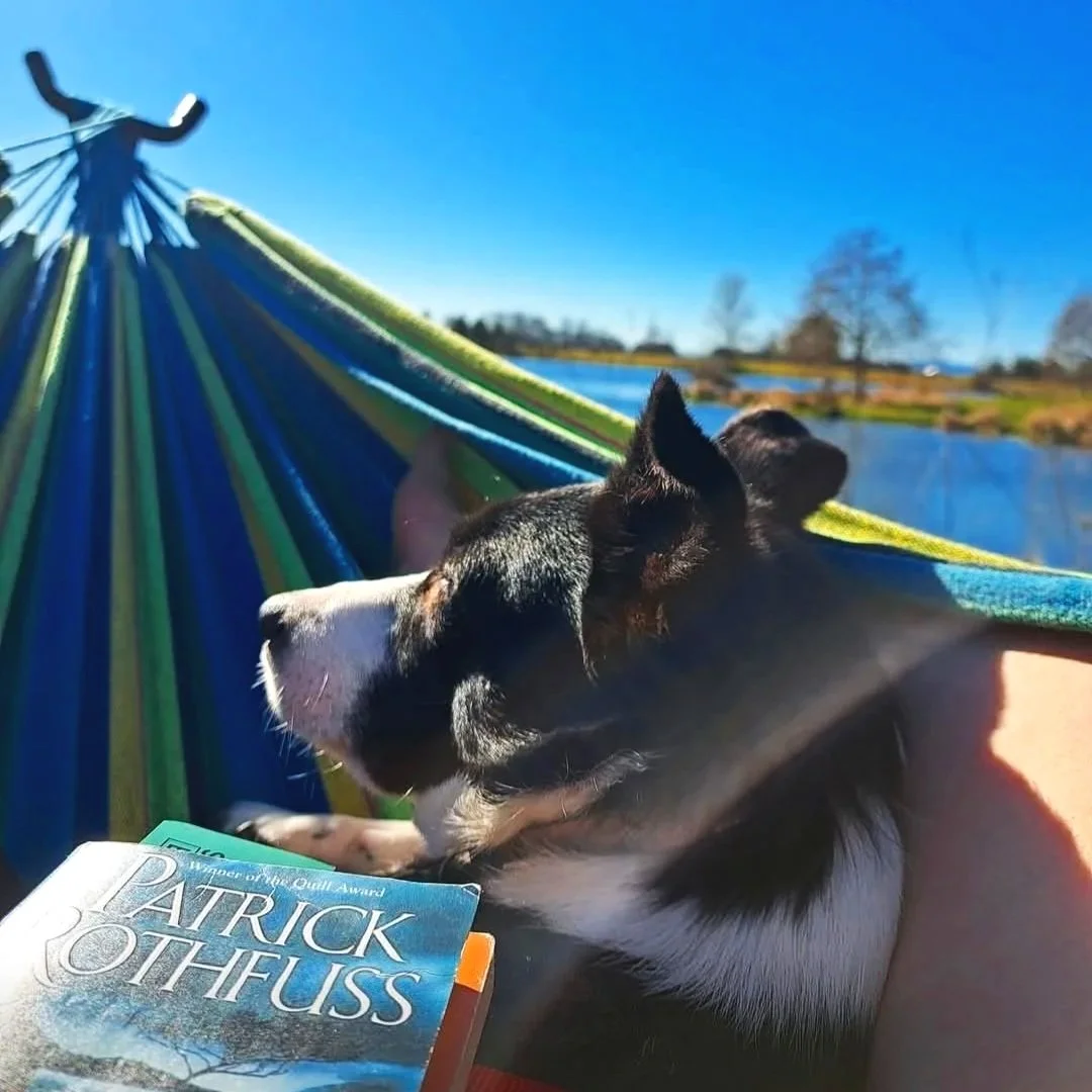 Border Collie named Doja resting calming in public in a hammock in the PNW with the help from virtual dog training with Barkasana 