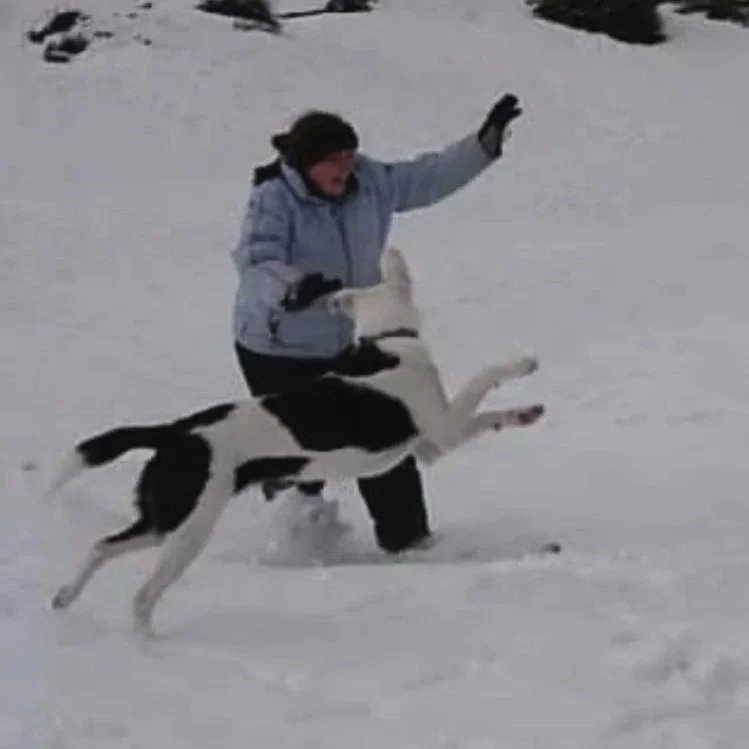 Sara the main trainer and owner of Barkasana Dog Training is snowboarding getting ready to train dogs with virtual dog training with Barkasana with a border collie 