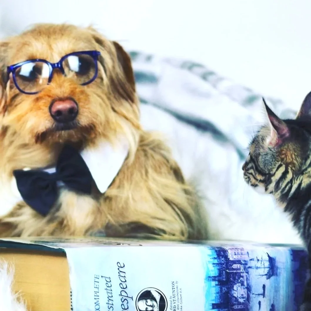 A dachshund named Gandalf reading Shakespeare to a kitten. virtual dog training with Barkasana can help dogs and cats get along