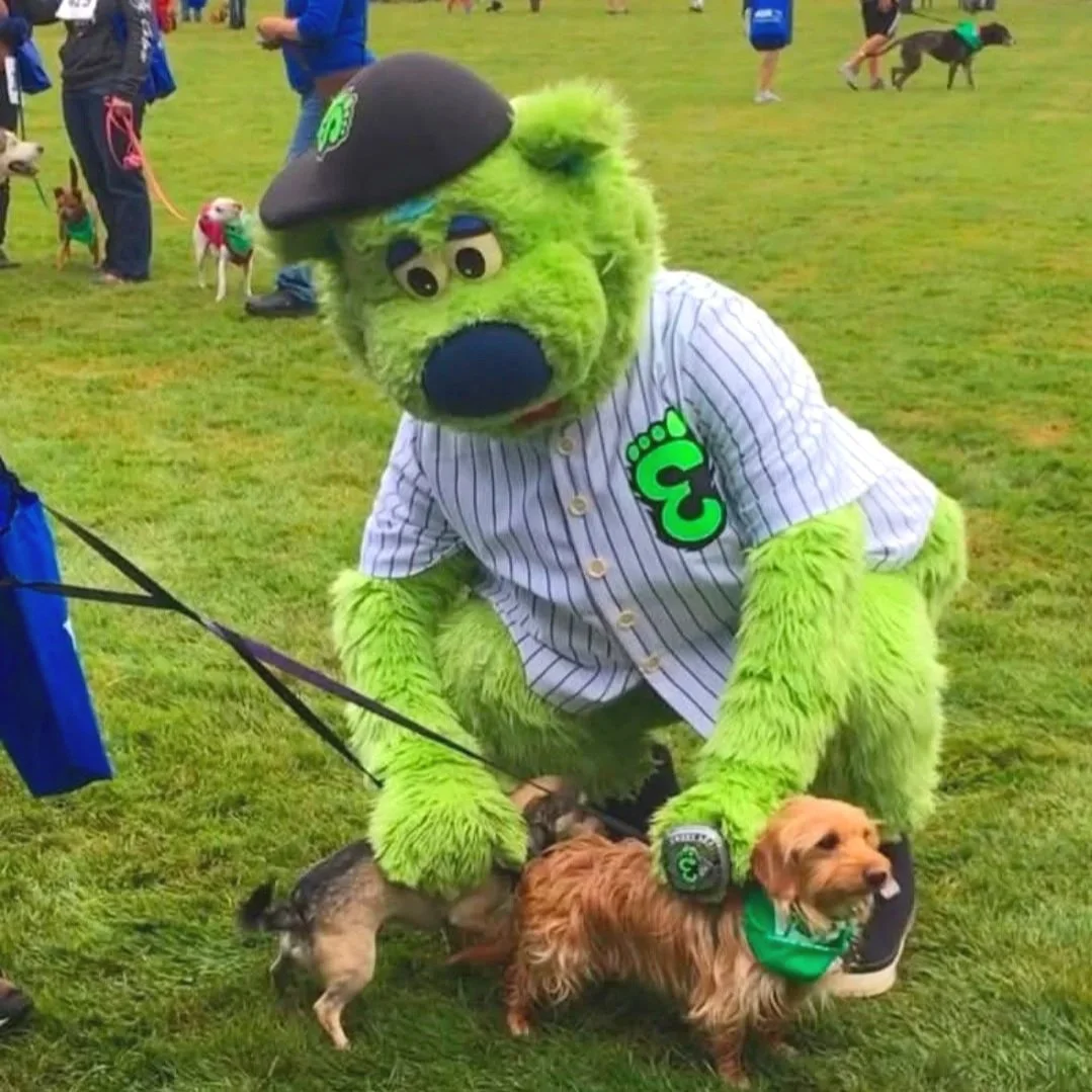 A Gandalf the dachshund and Bhagwan the Chihuahua at a live dog sporting baseball event. Calm dogs in public thanks to virtual dog training with Barkasana