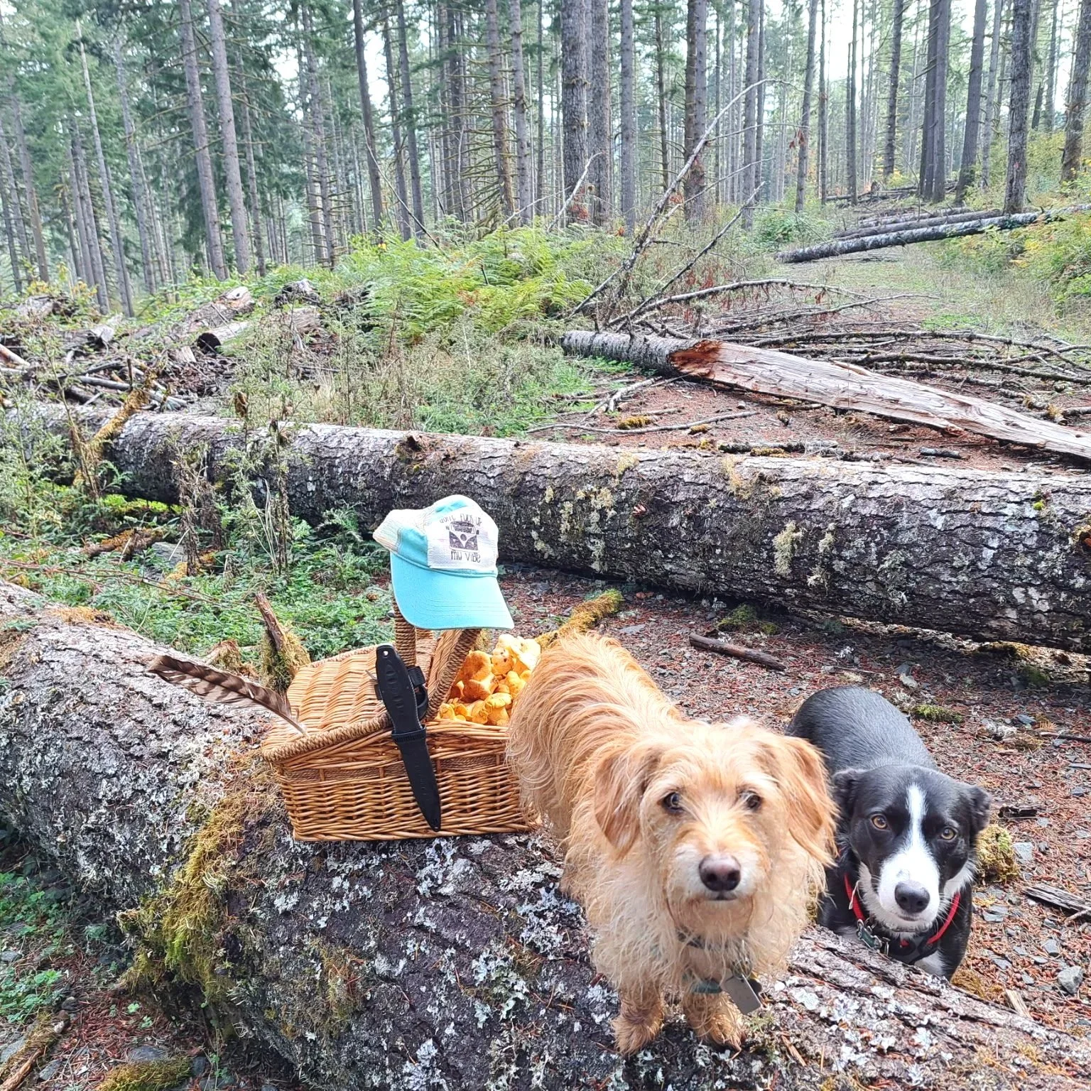 A dachshund named Gandalf and Border Collie named Doja chanterelle mushroom hunting in the PNW thanks to virtual dog training with Barkasana