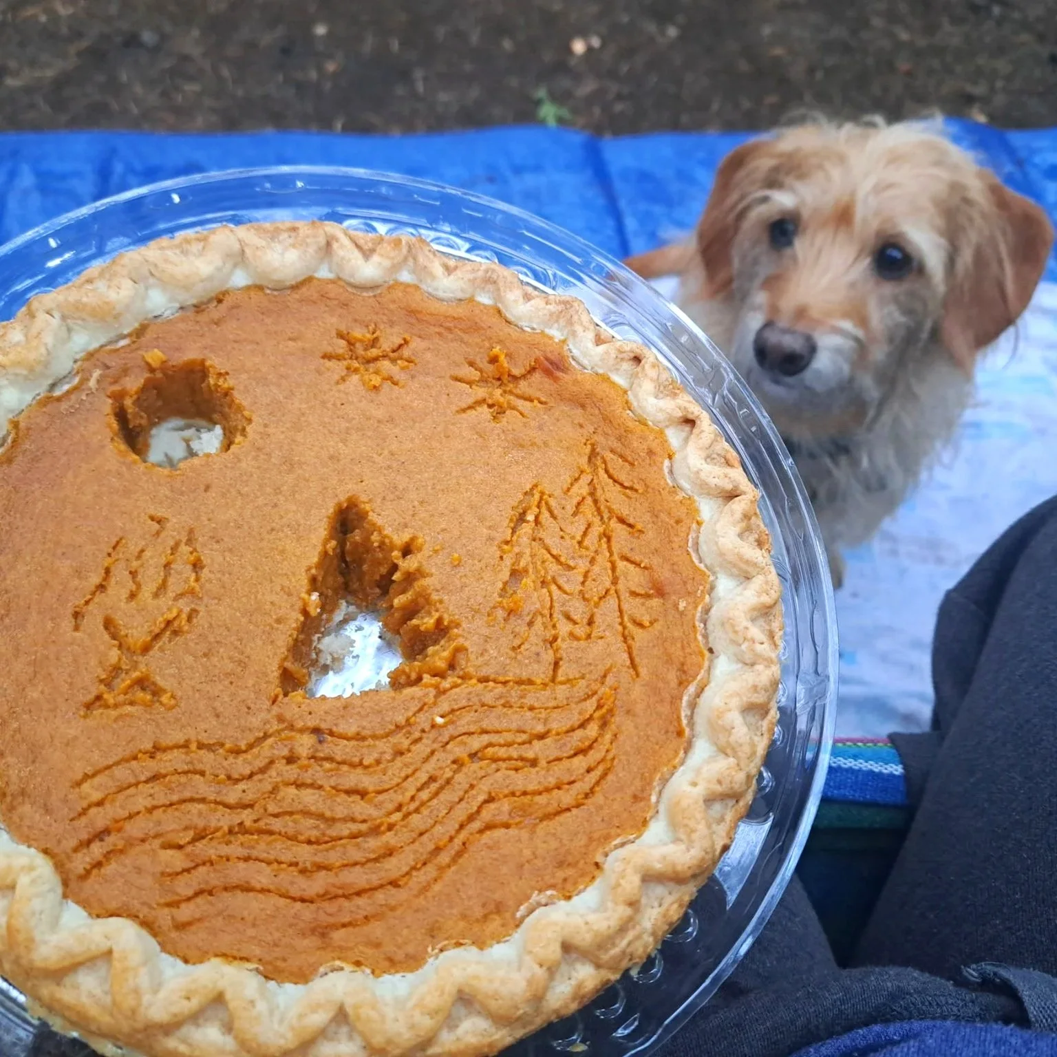 A dachshund named Gandalf not eating food on the ground. Has a good Leave It cue thanks to virtual dog training with Barkasana. PNW camping with dogs 