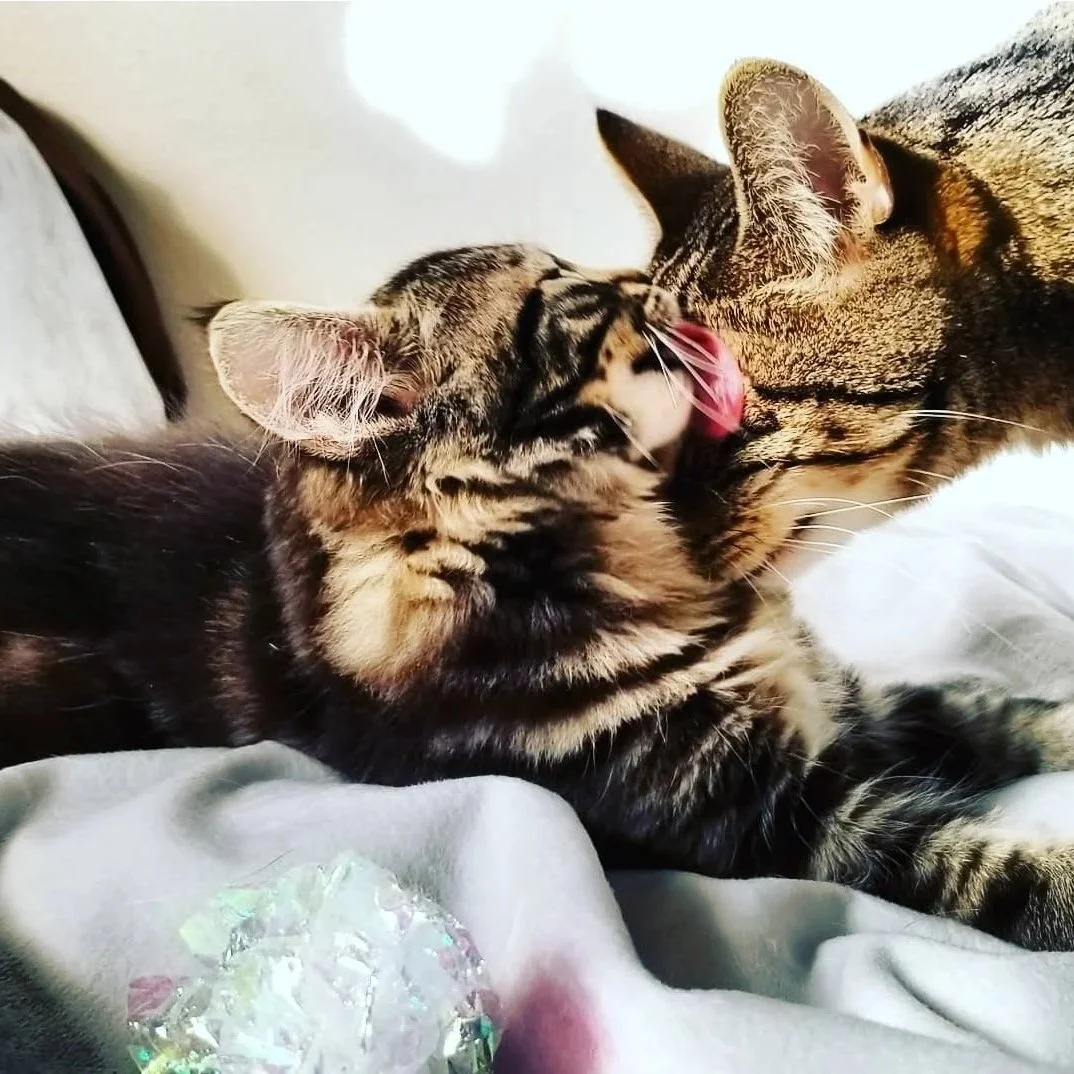 Two tabby cats on a soft fabric surface, one licking the other. Fosters with virtual dog training with Barkasana 