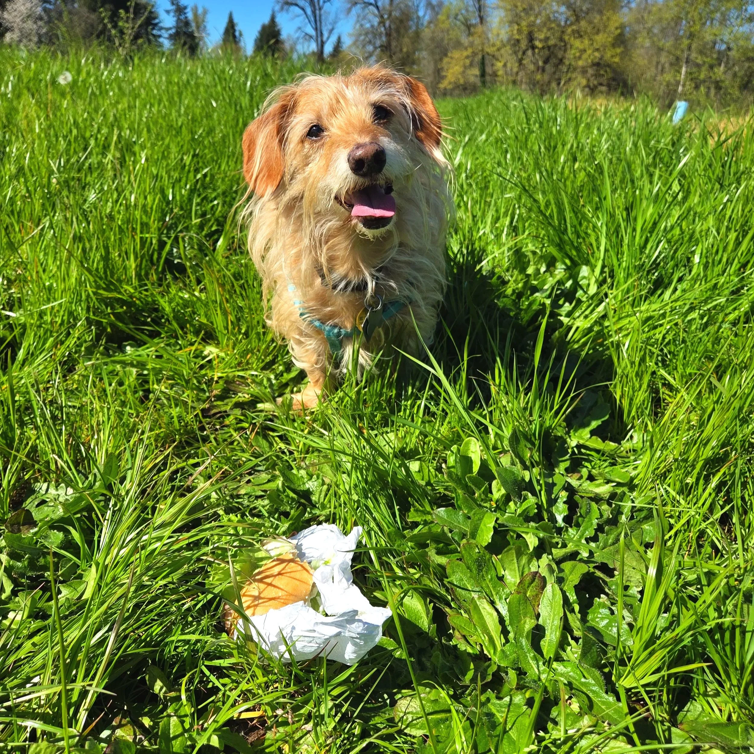 A dachshund named Gandalf, a dog not eating food on the ground. Has a good Leave It cue thanks to virtual dog training with Barkasana. PNW camping with dogs