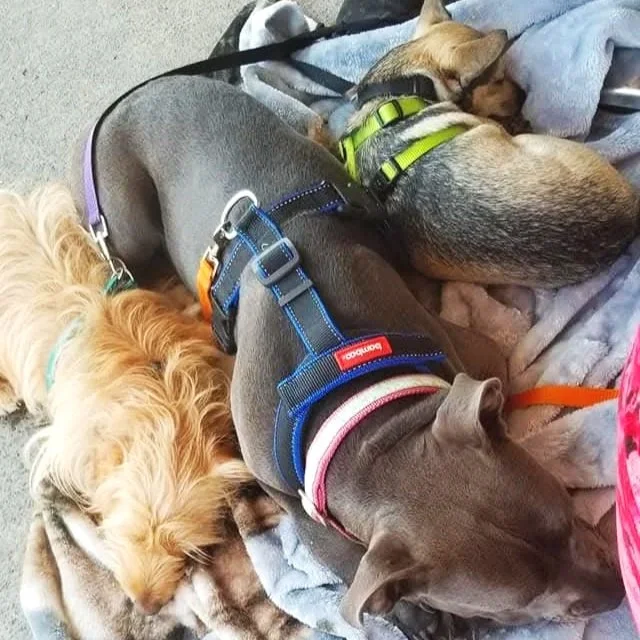 3 dogs at a brewery sleeping. Gandalf the dachshund and Bhagwan the Chihuahua and Hippo the Pity all calm at a restaurant with the help from  virtual dog training with Barkasana