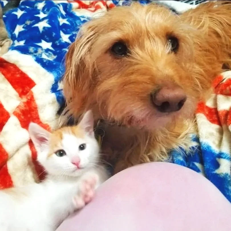 Gandalf the dachshund fostering and taking care of bottle fed kittens with the help from virtual dog training with Barkasana.