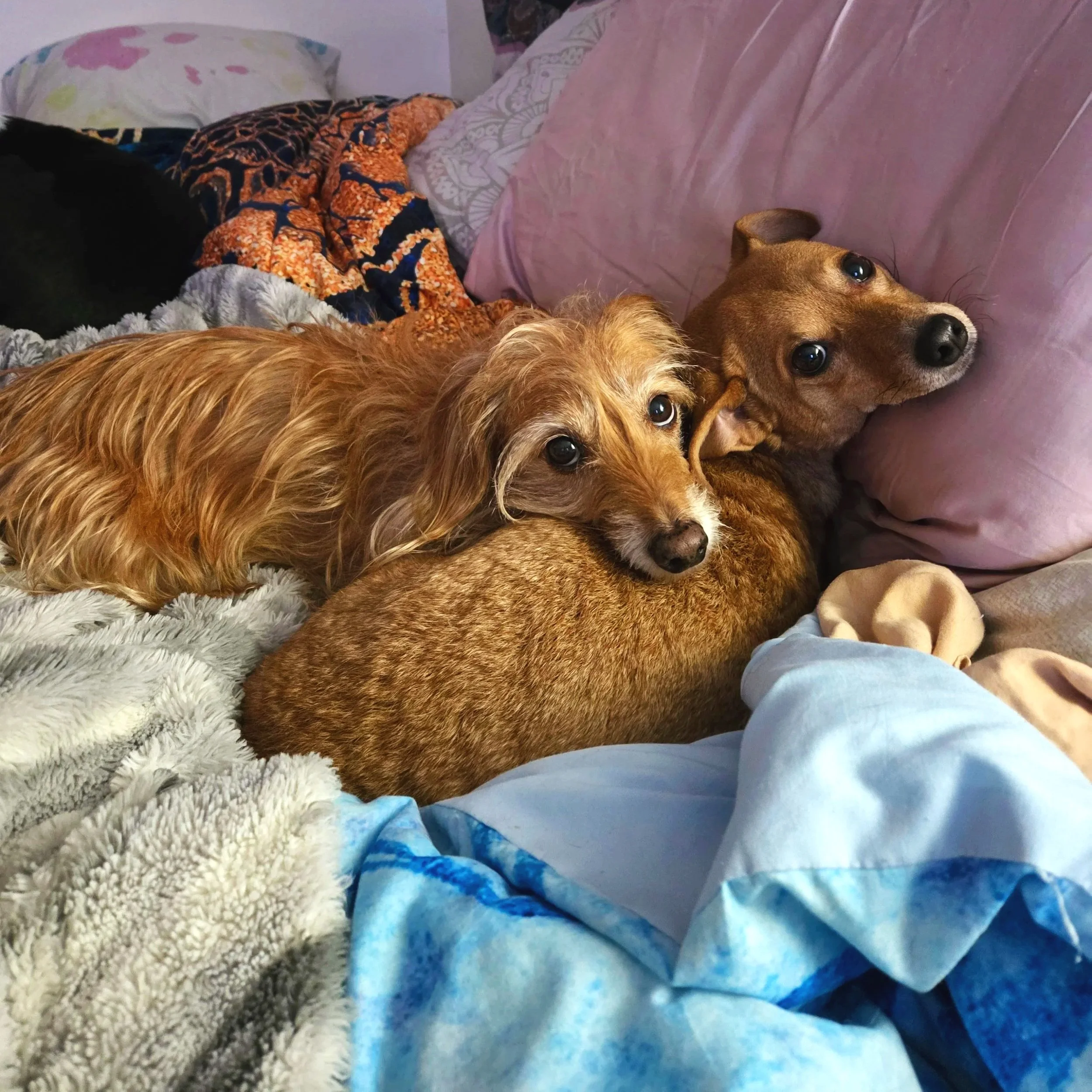 A dachshund named Gandalf letting the human know Ted Bundy the Dachshund is having a seizure and needs his medication thanks to  virtual dog training with Barkasana. 
