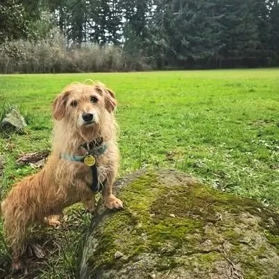 A dachshund named Gandalf, a dog off leash with recall at a park in the PNW, thanks to all the training with virtual dog training with Barkasana