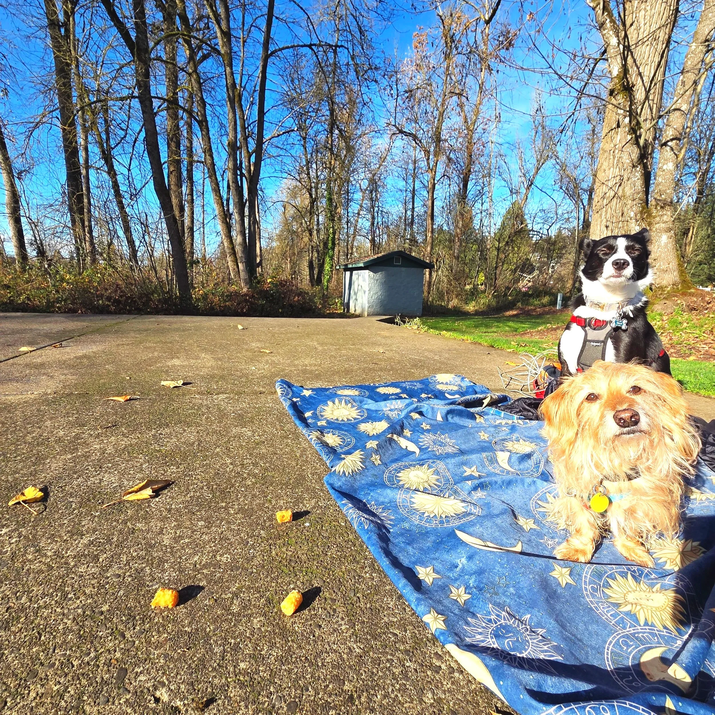 A dachshund named Gandalf and Doja the Border Collie, 2 dogs not eating food on the ground. Has a good Leave It cue thanks to virtual dog training with Barkasana. PNW camping with dogs