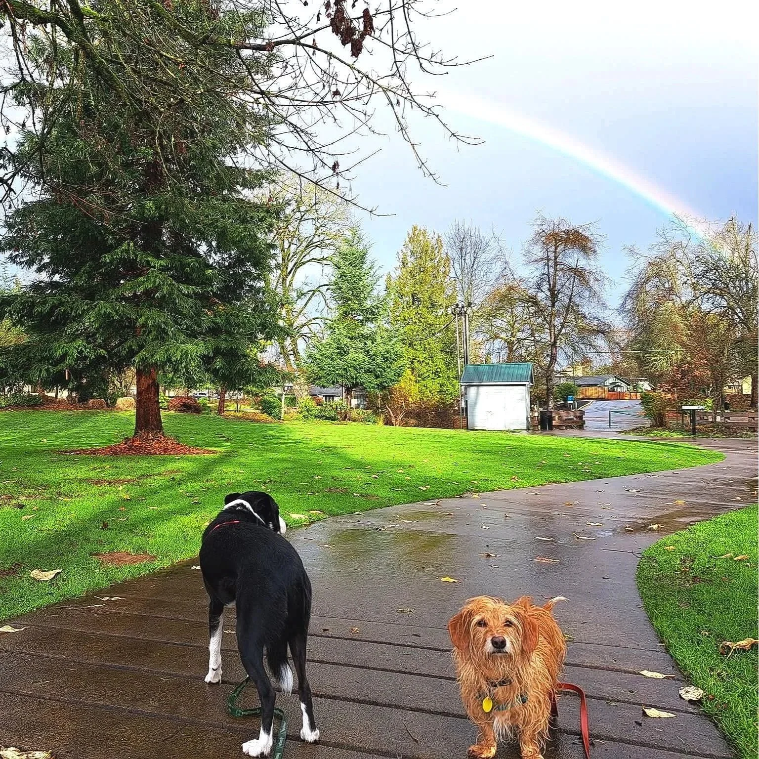 2 dogs, Gandalf the dachshund and Doja the Border Collie enjoying a rainbow in the PNW thanks to virtual dog training with Barkasana