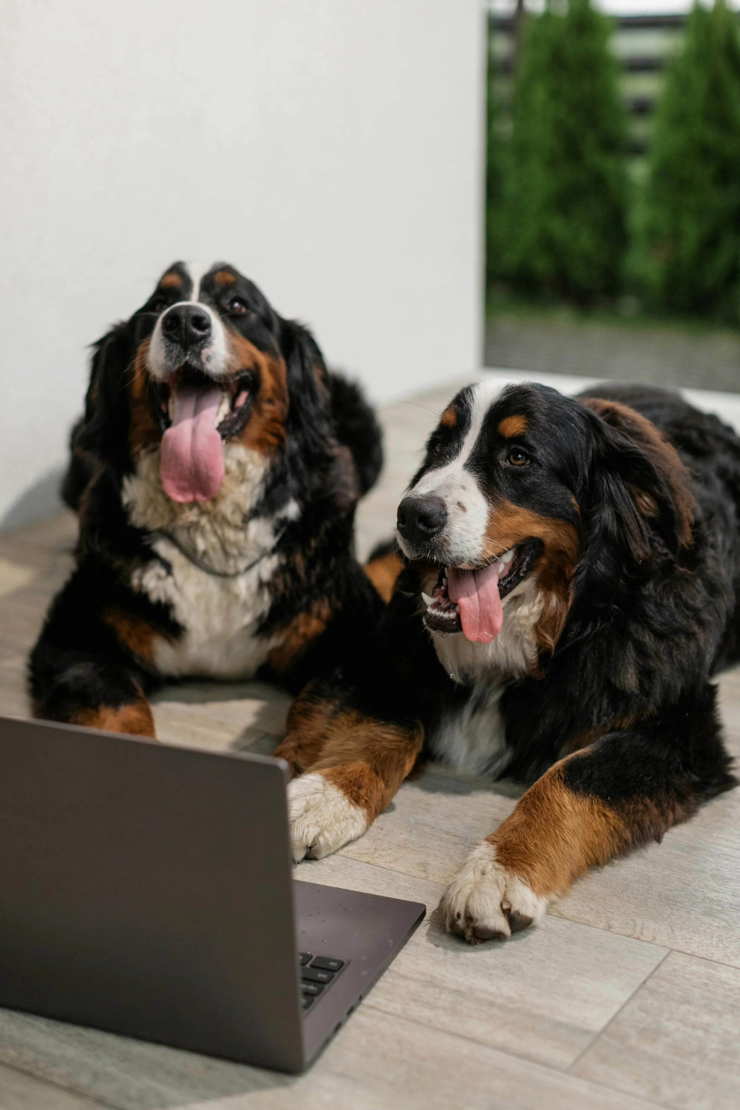 Two Bernese Mountain Dogs lying on floor, looking at a computer. One dog is yawning with its tongue hanging out, the other is resting its head on the floor, and they are waiting for a virtual dog training session with Barkasana