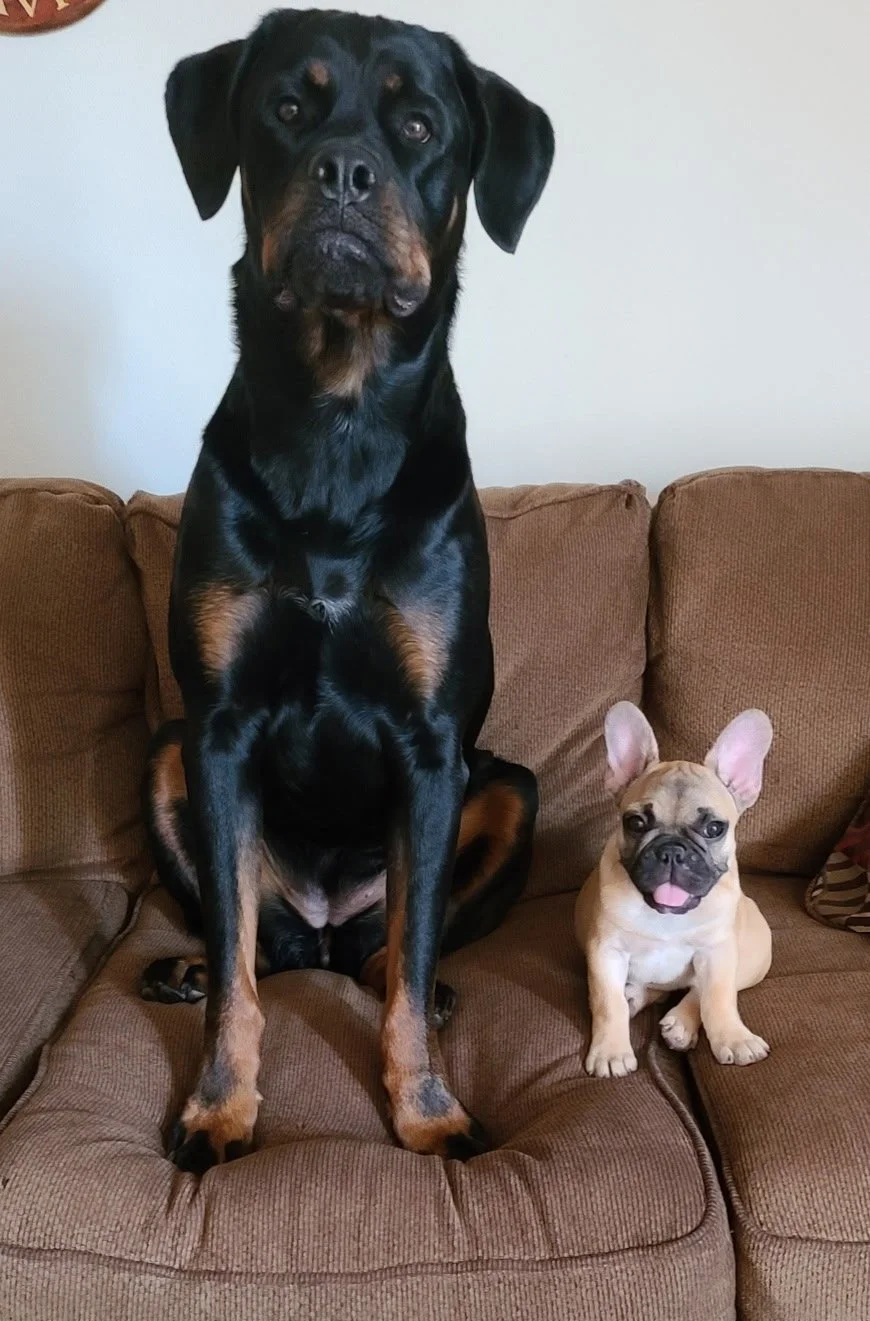 A rottweiler dog sitting on a brown couch next to a small French Bulldog with big ears comfortably waiting for treats during a virtual dog training session with Barkasana