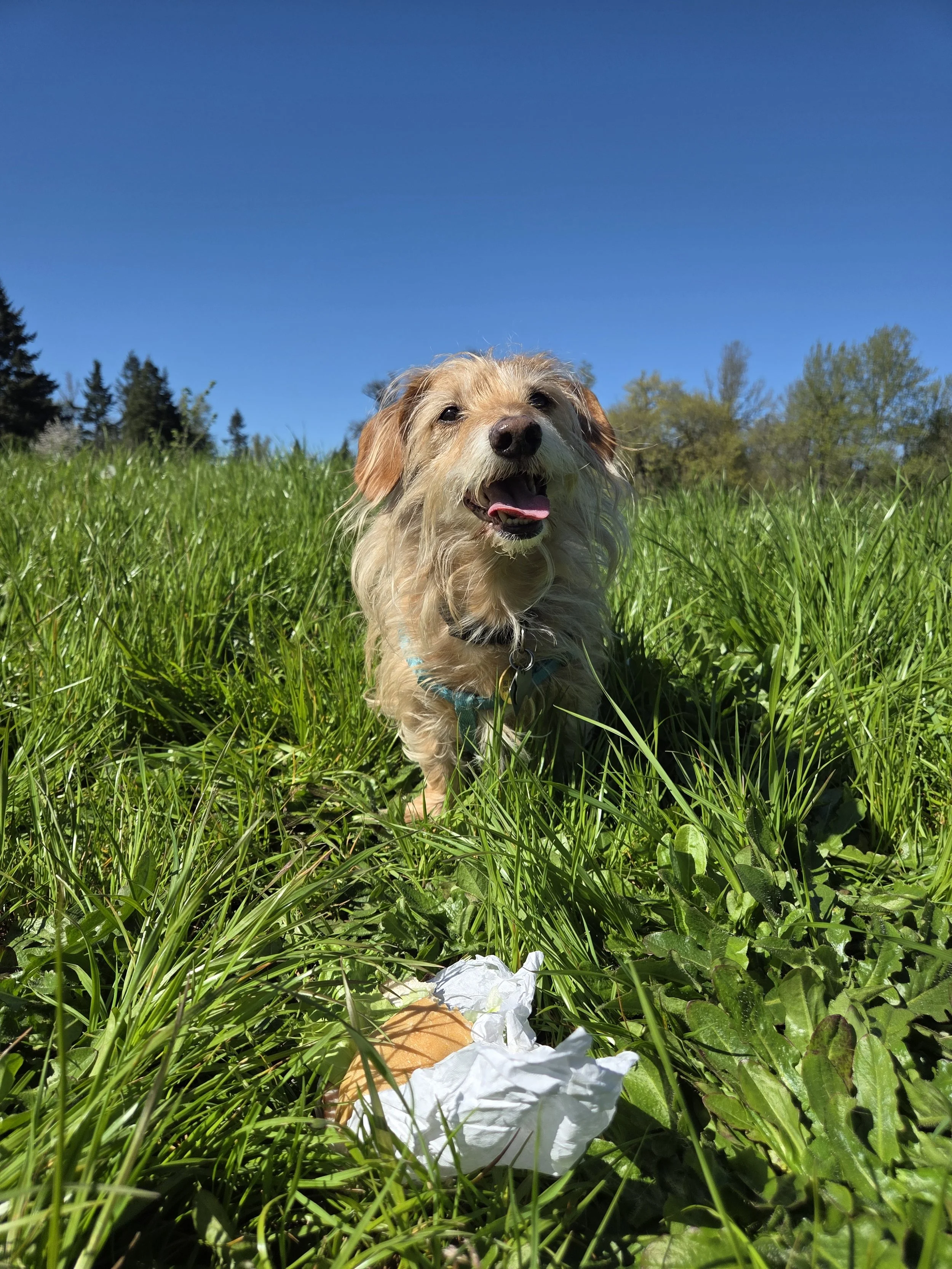 A dachshund named Gandalf not eating food on the ground. Has a good Leave It cue thanks to virtual dog training with Barkasana