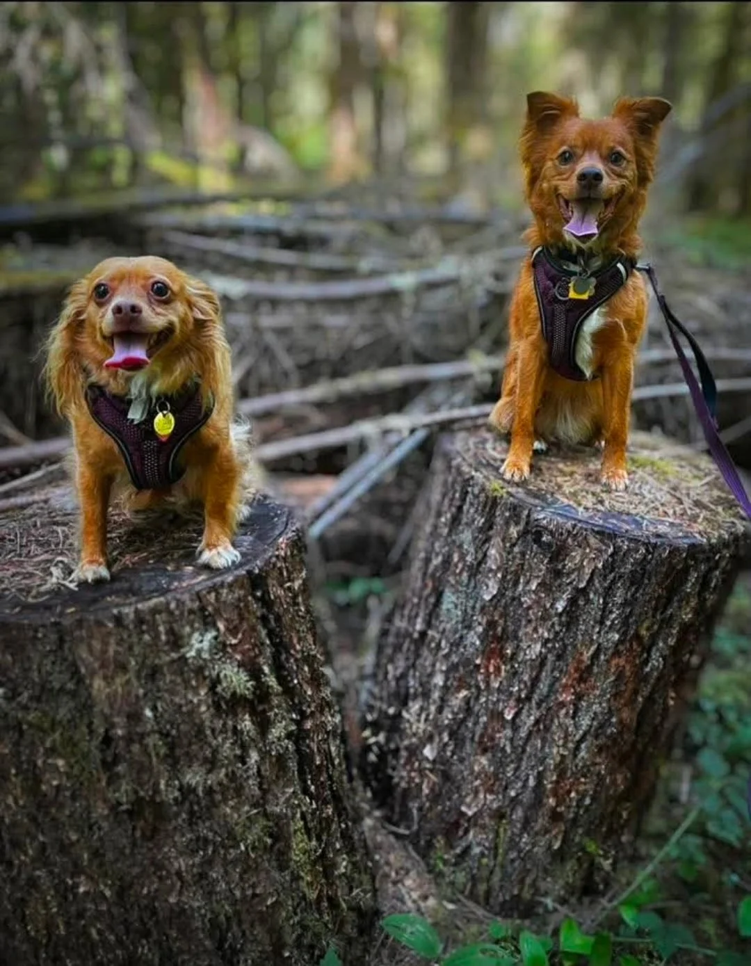 Two small dogs wearing harnesses staying on tree stumps in a forest thanks to virtual dog training with Barkasana