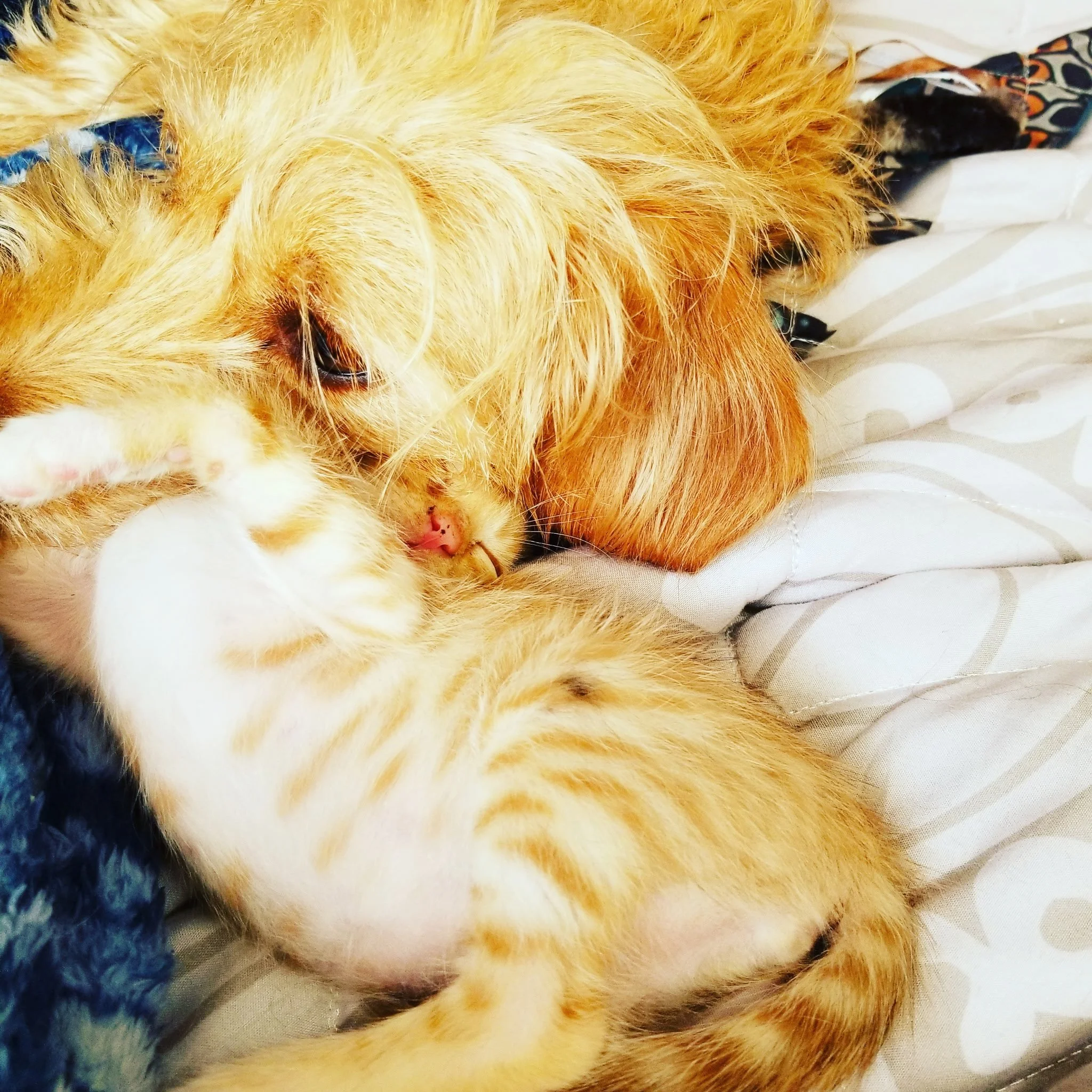 Gandalf the dachshund fostering and taking care of bottle fed kittens with the help from  virtual dog training with Barkasana.