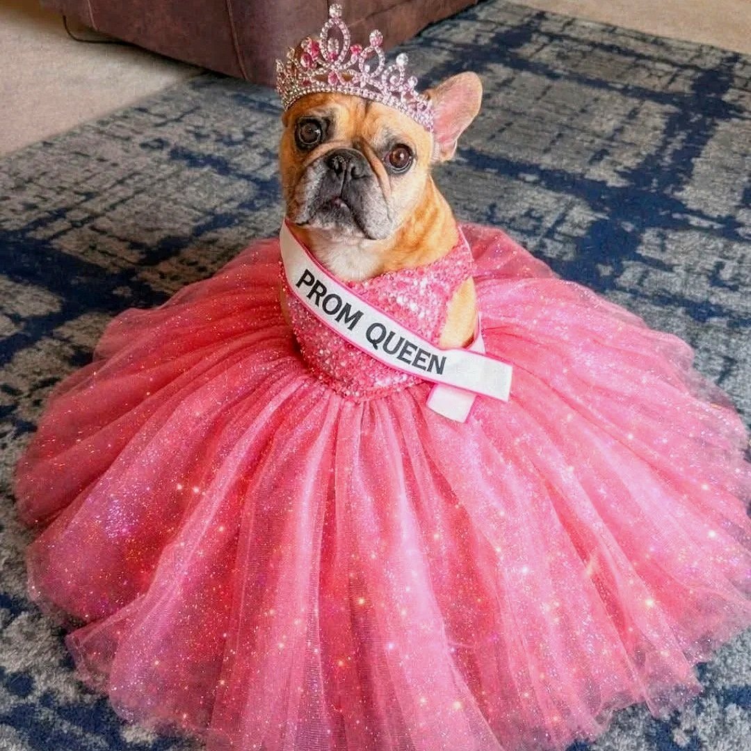A French Bulldog dressed in a pink sparkly gown, wearing a tiara and a sash that reads 'PROM QUEEN' after graduating her virtual dog training puppy class with Barkasana