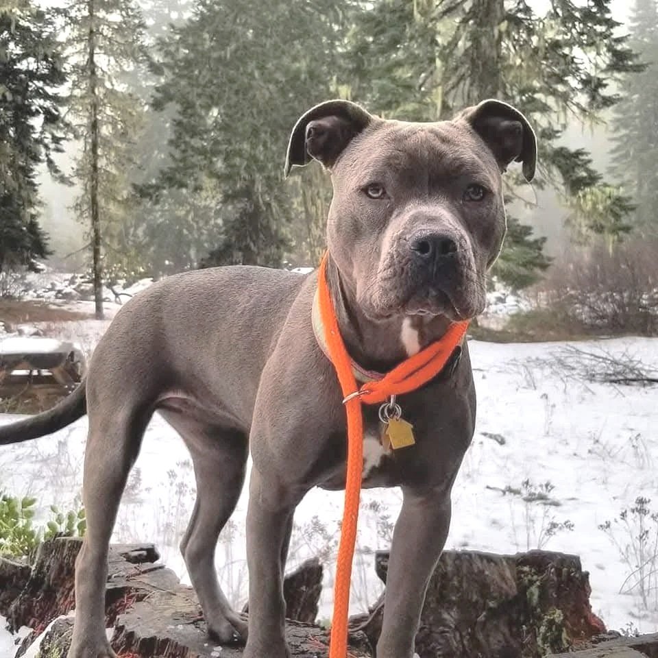 A gray American Pit Bull Terrier wearing an orange collar and leash staying on a tree stump in a snowy forest thanks to her virtual dog training with Barkasana