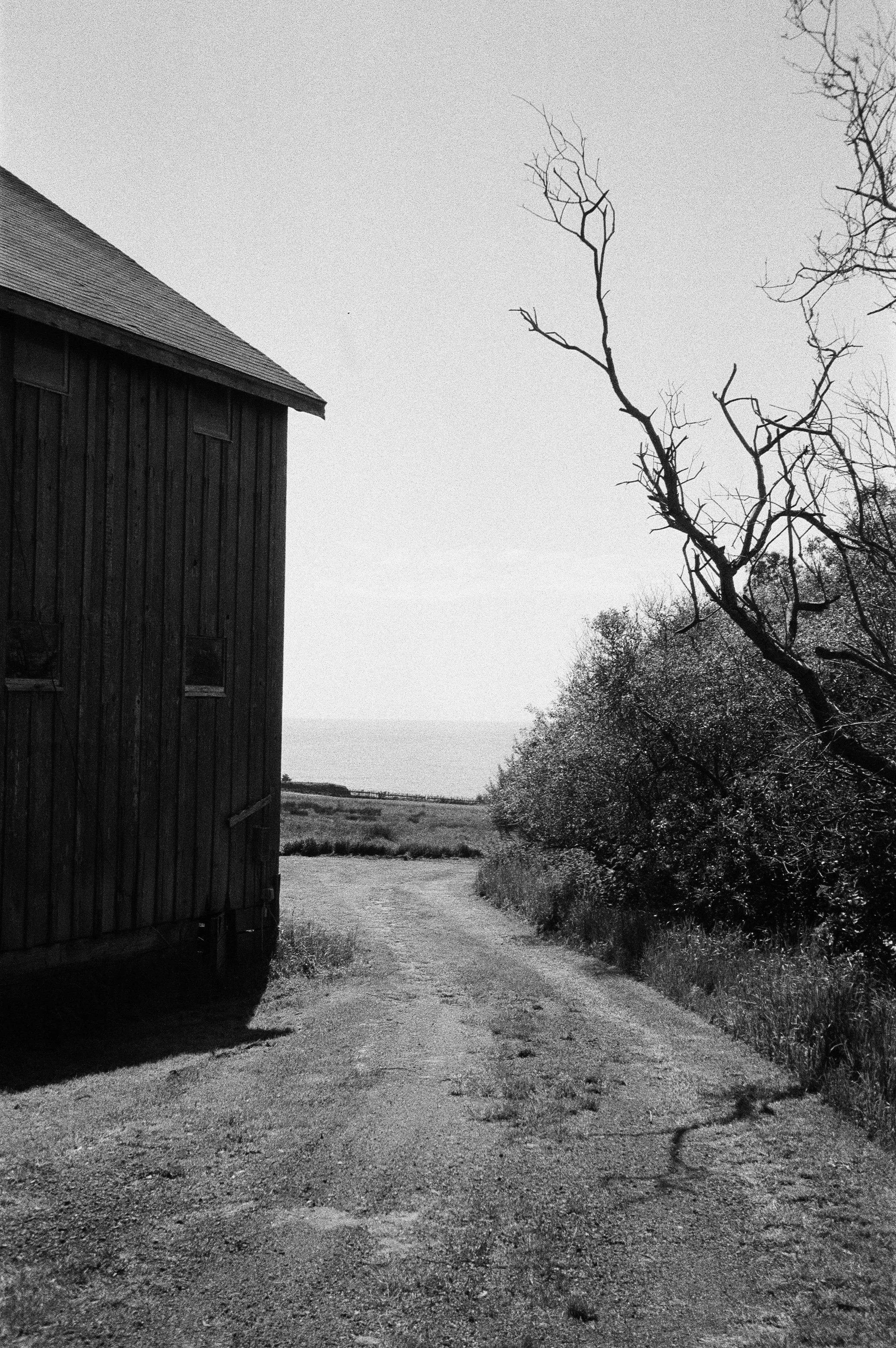 A black and white photo of a gravel path beside a wooden building on the left, with leafless trees on the right and a distant horizon in the background. Film, Westport California Switzer Farm. 