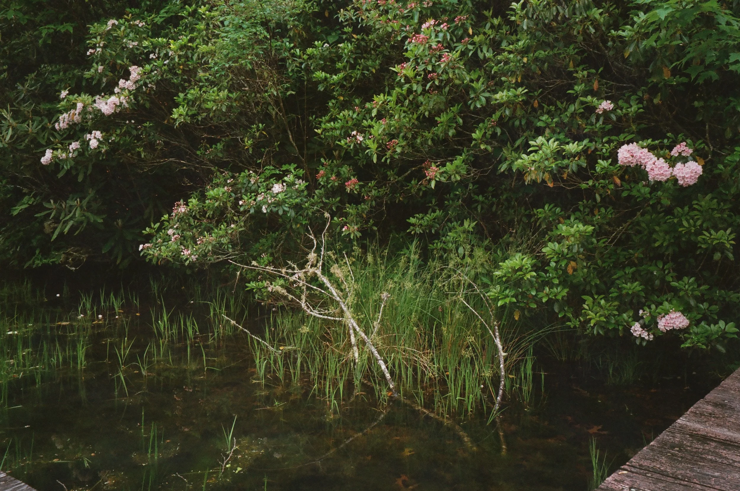 A small pond with green grass and a fallen tree branch, surrounded by dense bushes with pink and white flowers, and a wooden dock on the right side. Highlands, North Carolina. 
