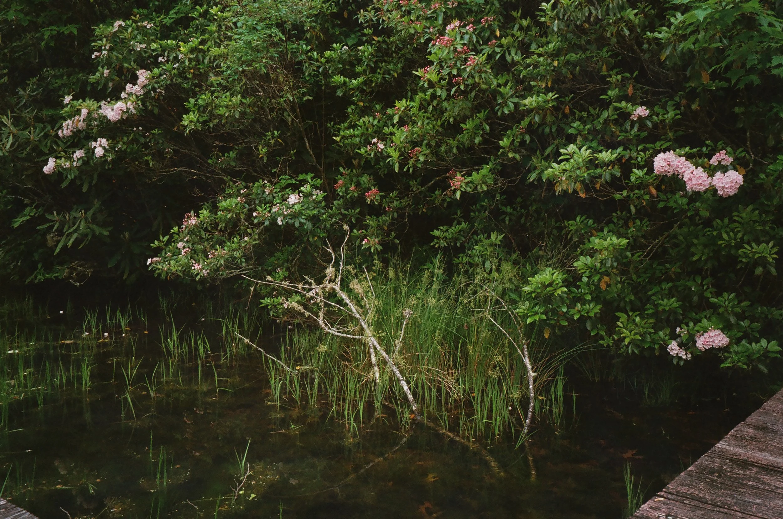 A bush with pink flowers overhanging a small pond with grass and aquatic plants, and part of a wooden structure in the bottom right corner.