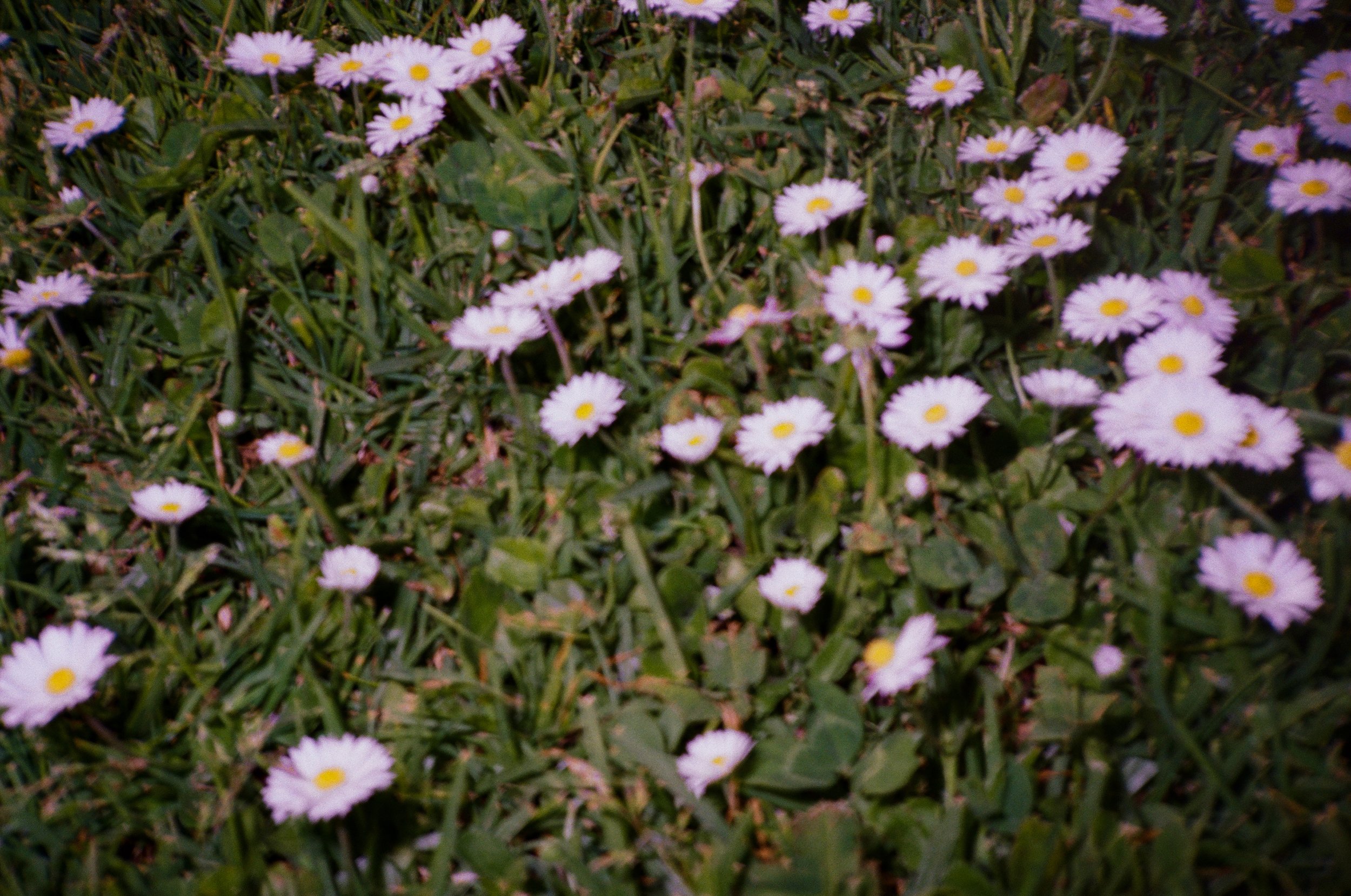 Close-up of a patch of small white flowers with yellow centers growing among green grass and leaves. California. Film. 