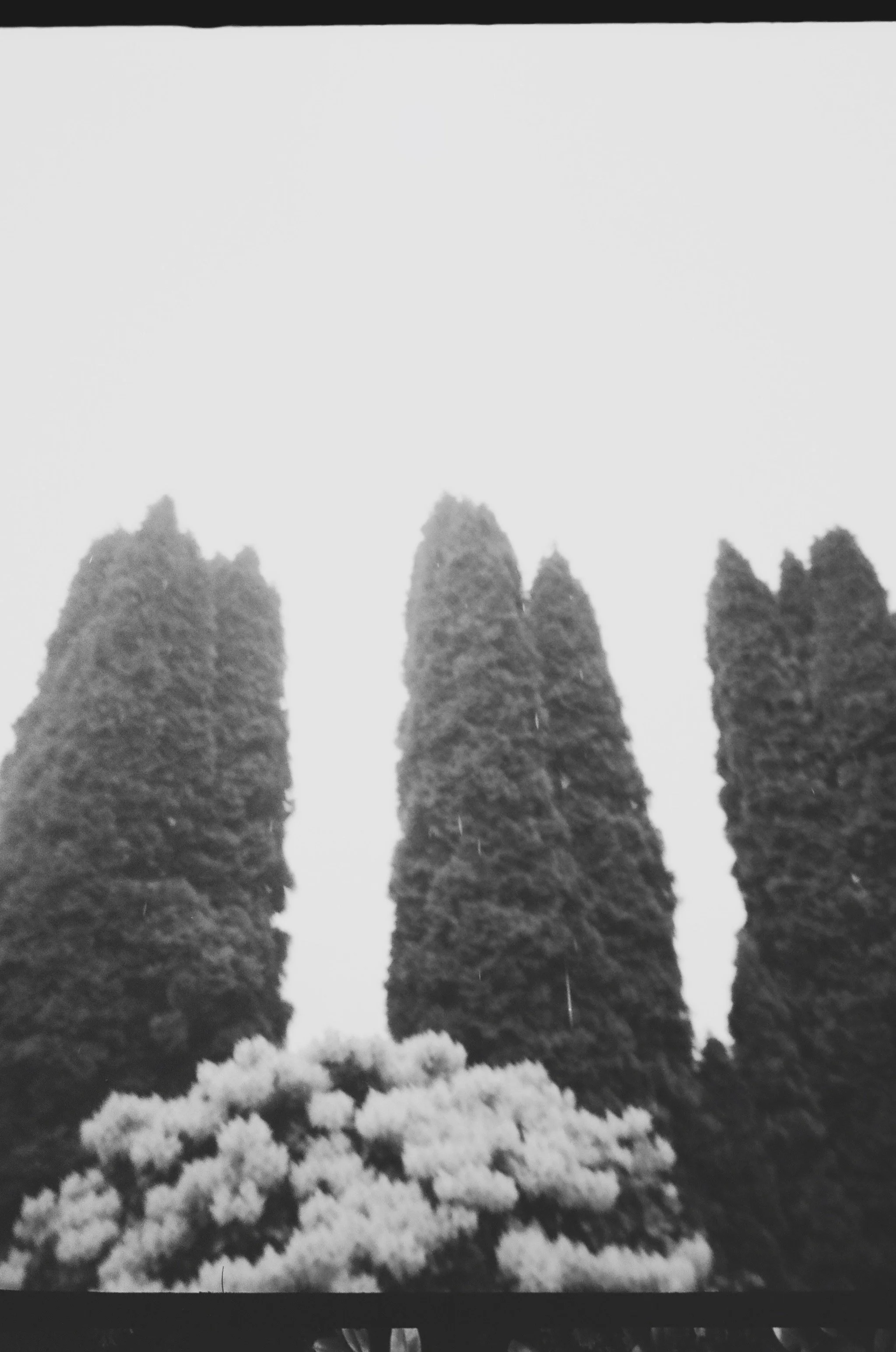 Three tall, narrow trees in a row with dense foliage at the bottom, set against a light sky. Tacoma Washington backyard. 