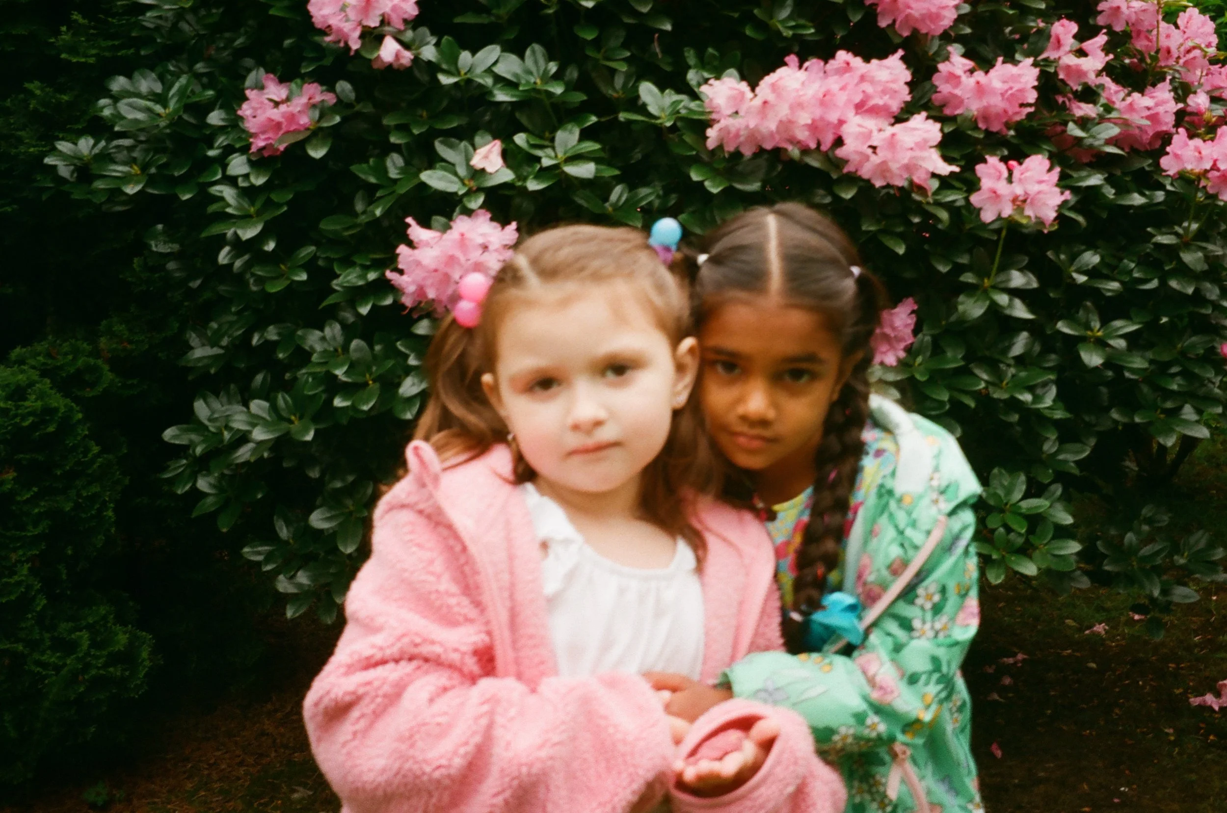 Two young girls standing close together outdoors in front of pink flowering bushes. University place Washington film photo family. 