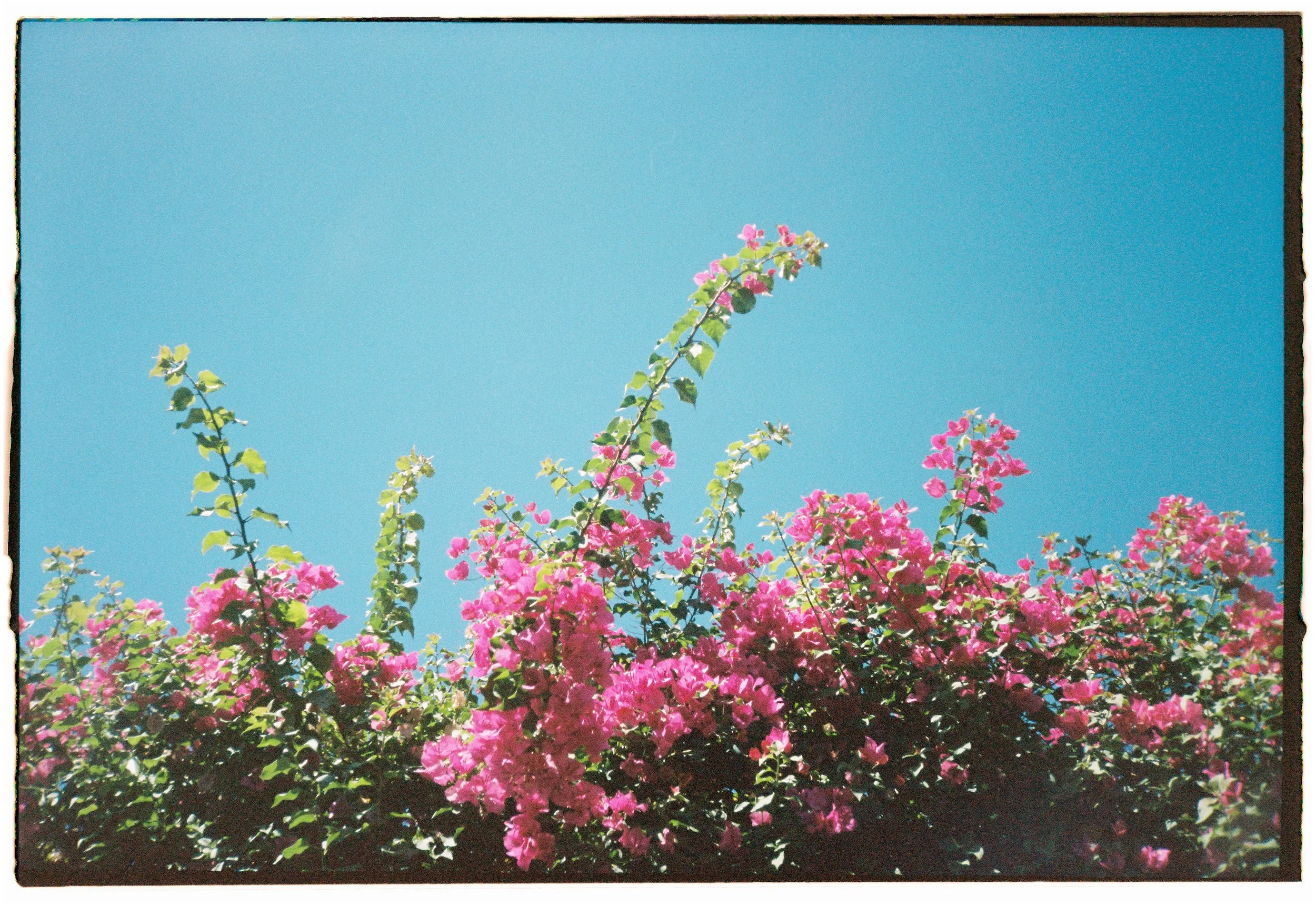 Pink flowering bushes against a clear blue sky.