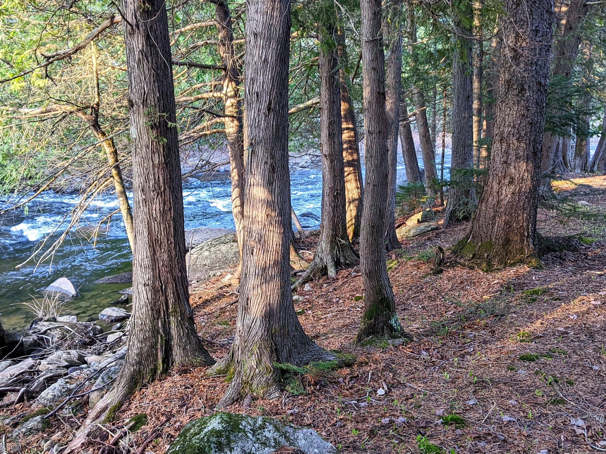 La berge et ses grands cèdres