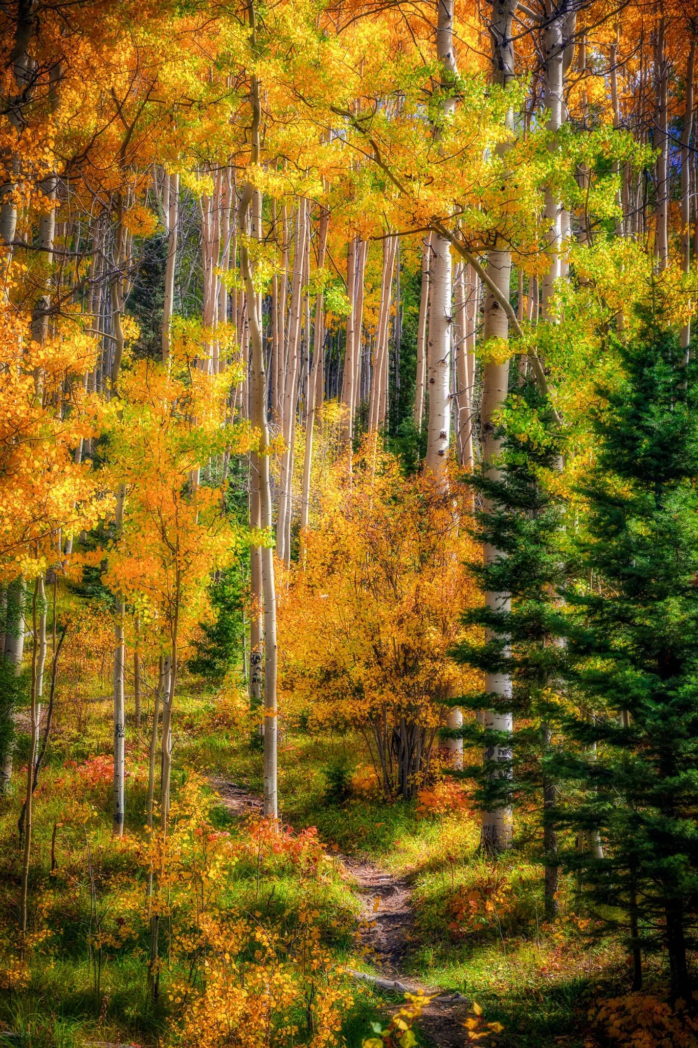 Elegy of Amber Leaves