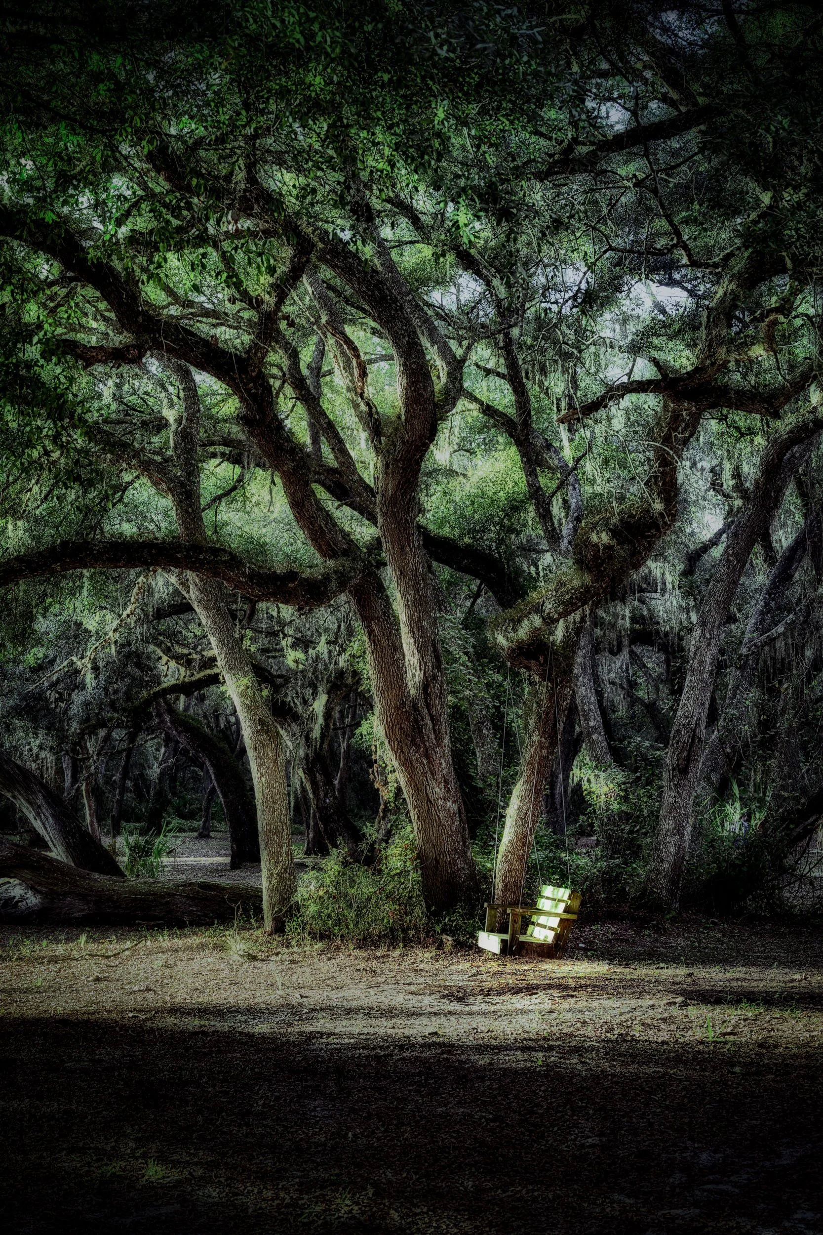 Oak Swing — A single swing hangs from a stand of oak trees, half-swallowed by shade and hanging moss.