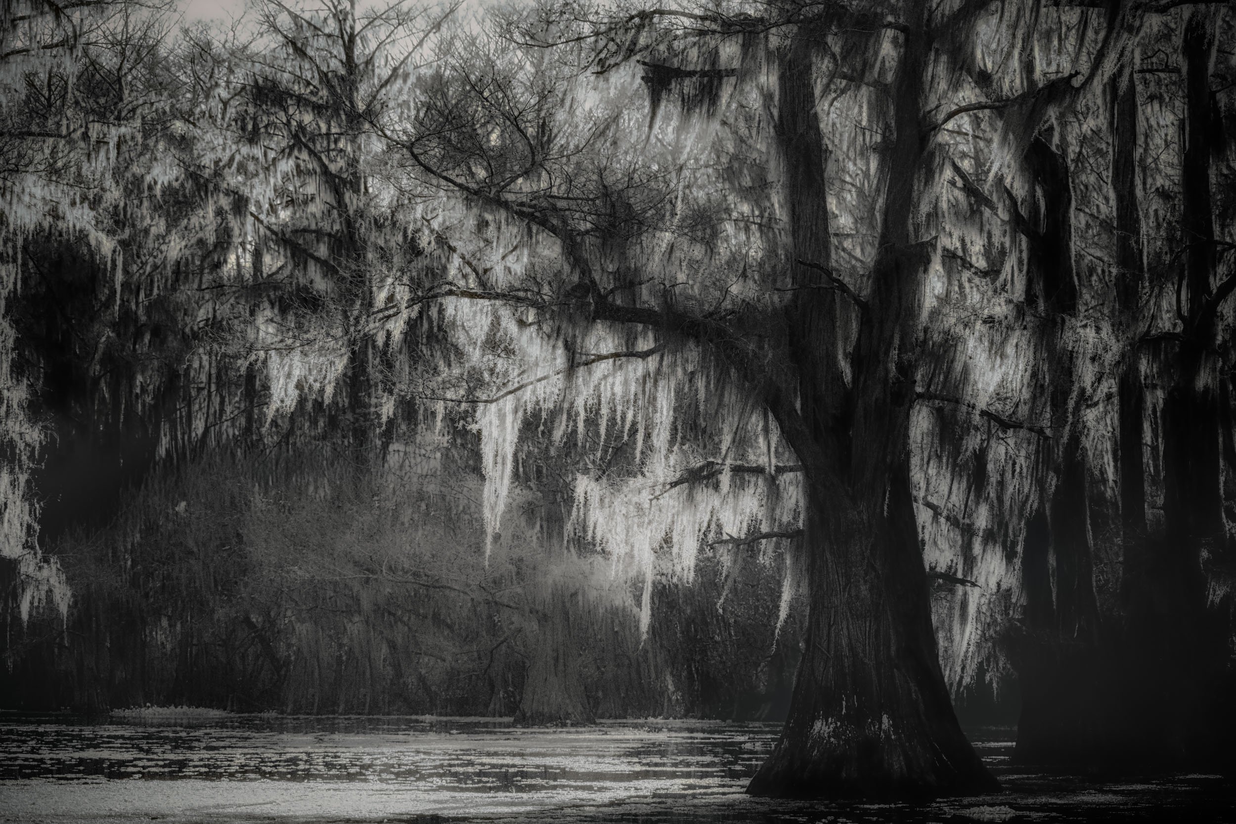 Veils of Time — An ancient cypress at Caddo Lake wears cascading Spanish moss like silver veils, mirrored in still black-and-white water.