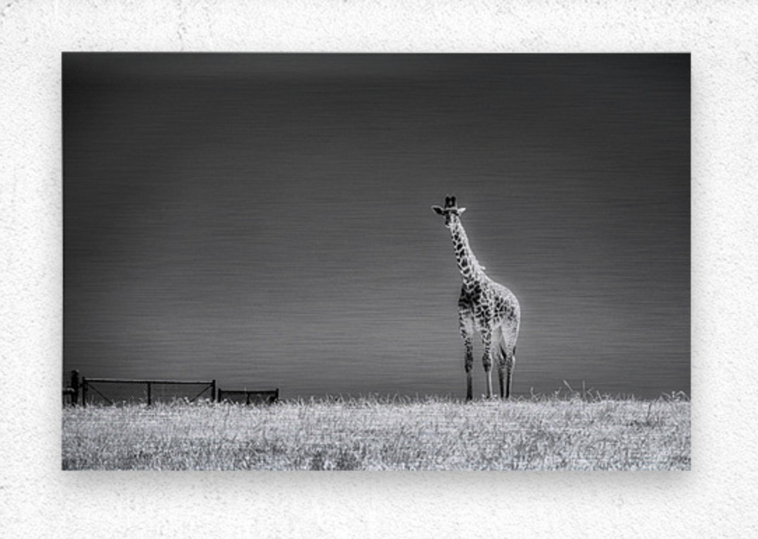 Brushed Metal Print