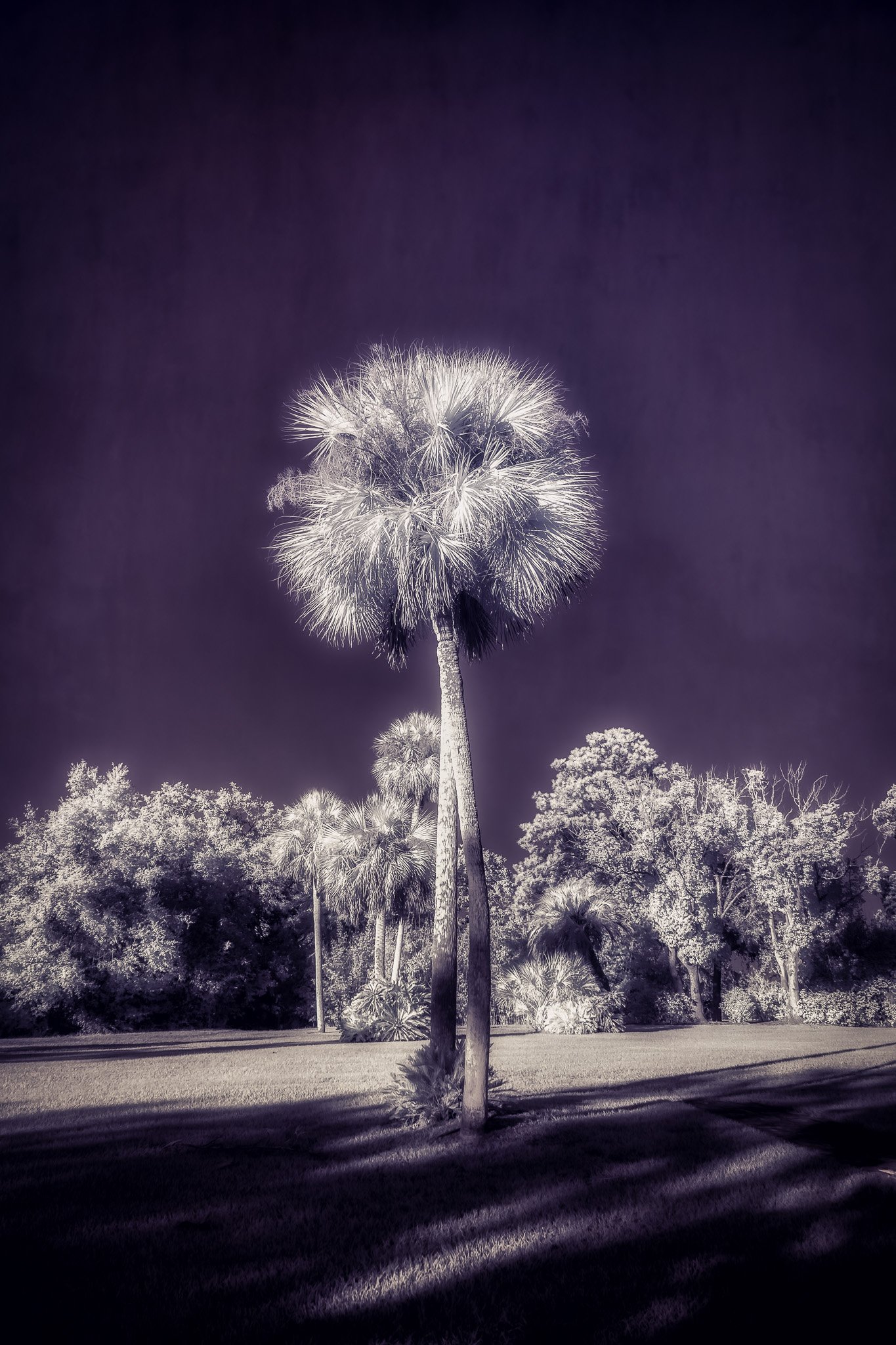 Purple Ball